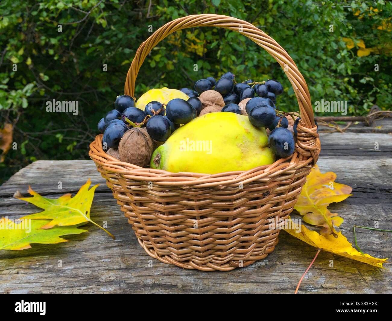 Basket with nuts, grapes and quinces on rustic wooden table - Smartphone Captured Stock Image