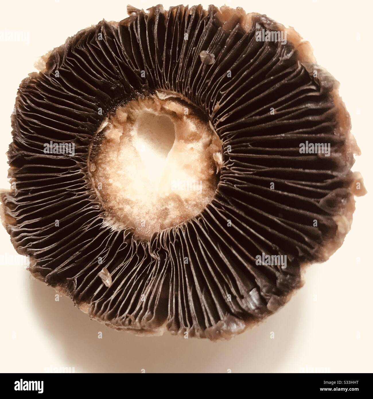 Zoomed close up shot of an upside down button mushroom bought from