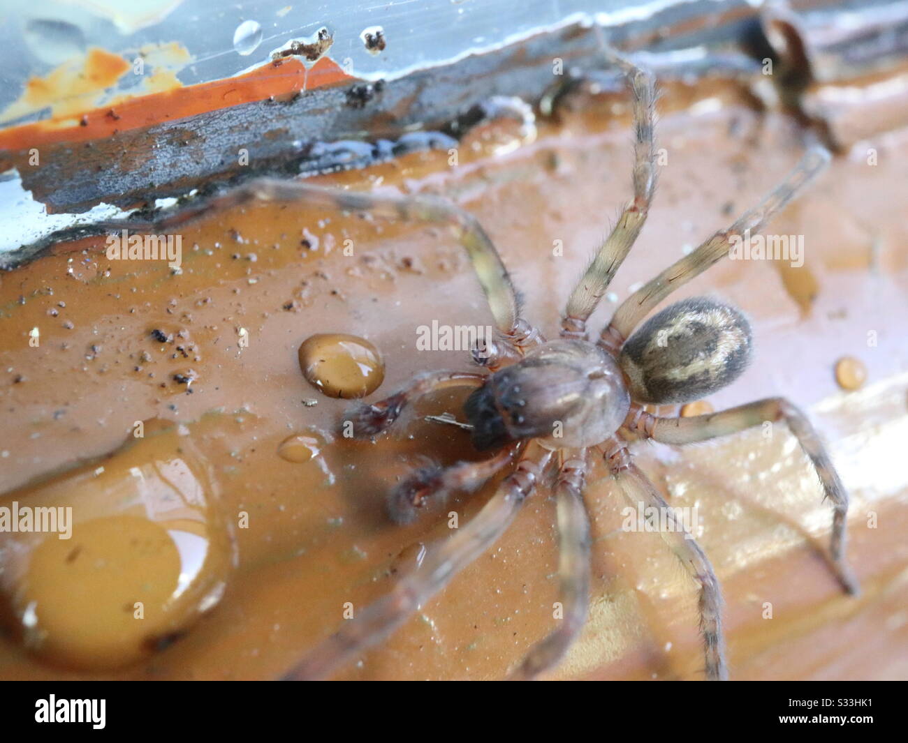 Funnel Web spider escaping the rain and snow Stock Photo