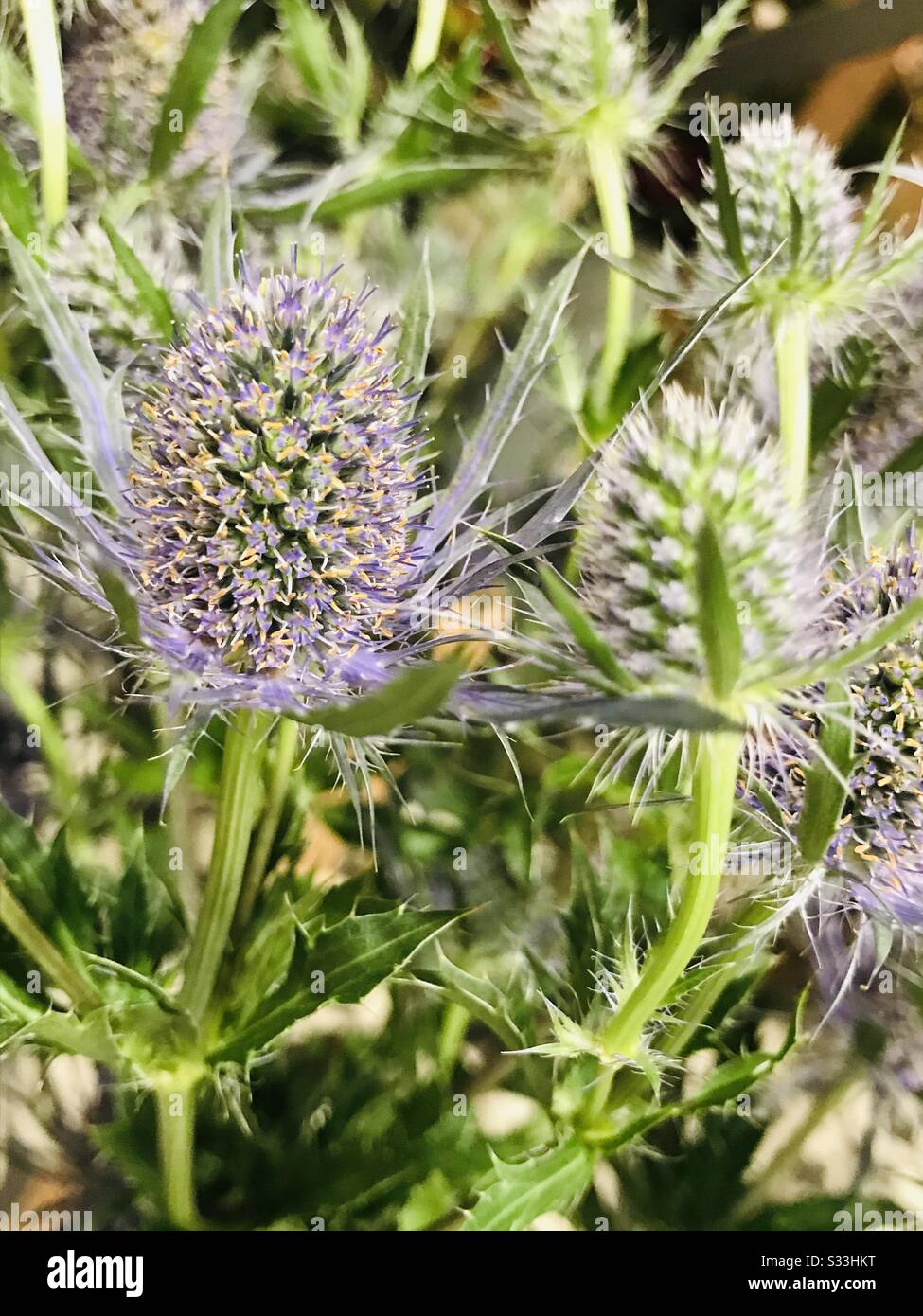 steel blue sea holly aka eryngium amethystinium ,Fresh flowers of