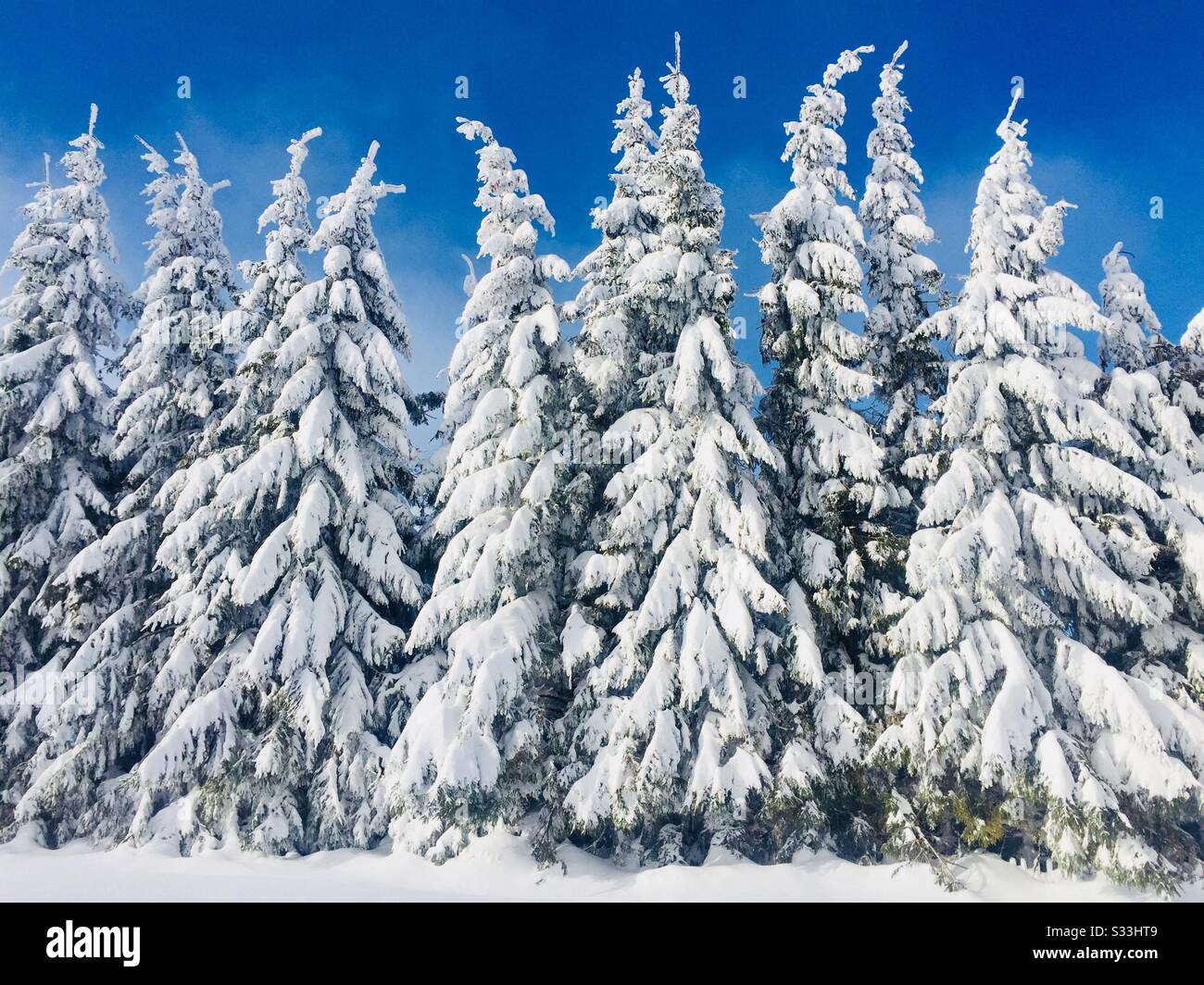 Coniferous trees covered in snow - Smartphone Captured Stock Image