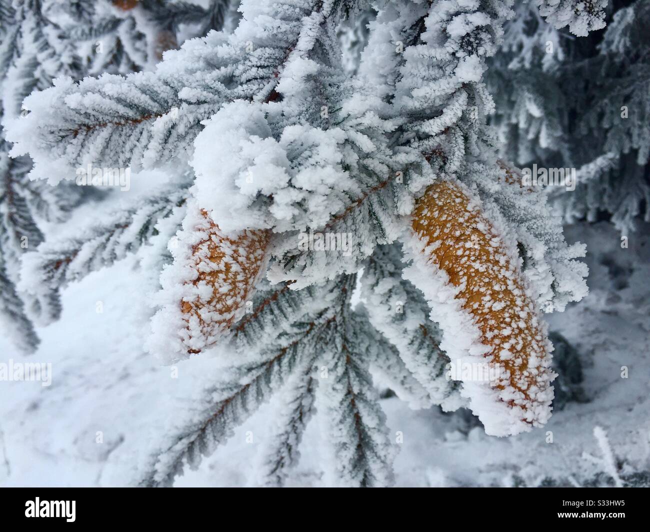 Frozen pinecones in the tree - Smartphone Captured Stock Image