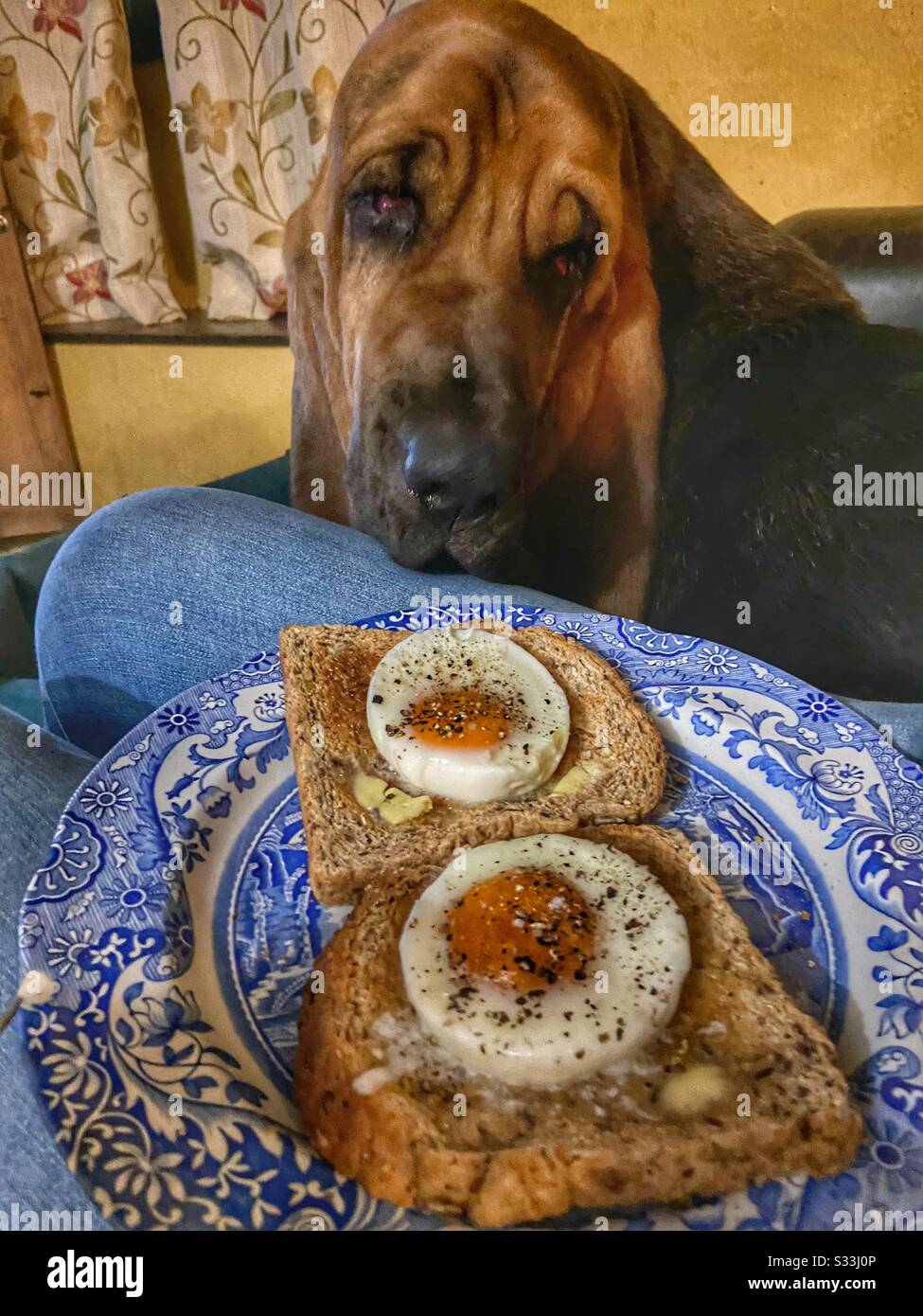 Bloodhound dog hires stock photography and images Alamy