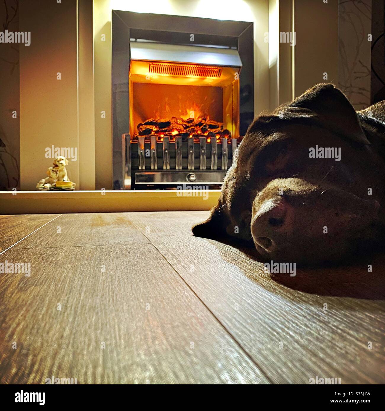 A closeup ground level perspective of a chocolate Labrador pet dog lying on a wooden floor by a burning fireplace by night with copy space - Smartphone Captured Stock Image