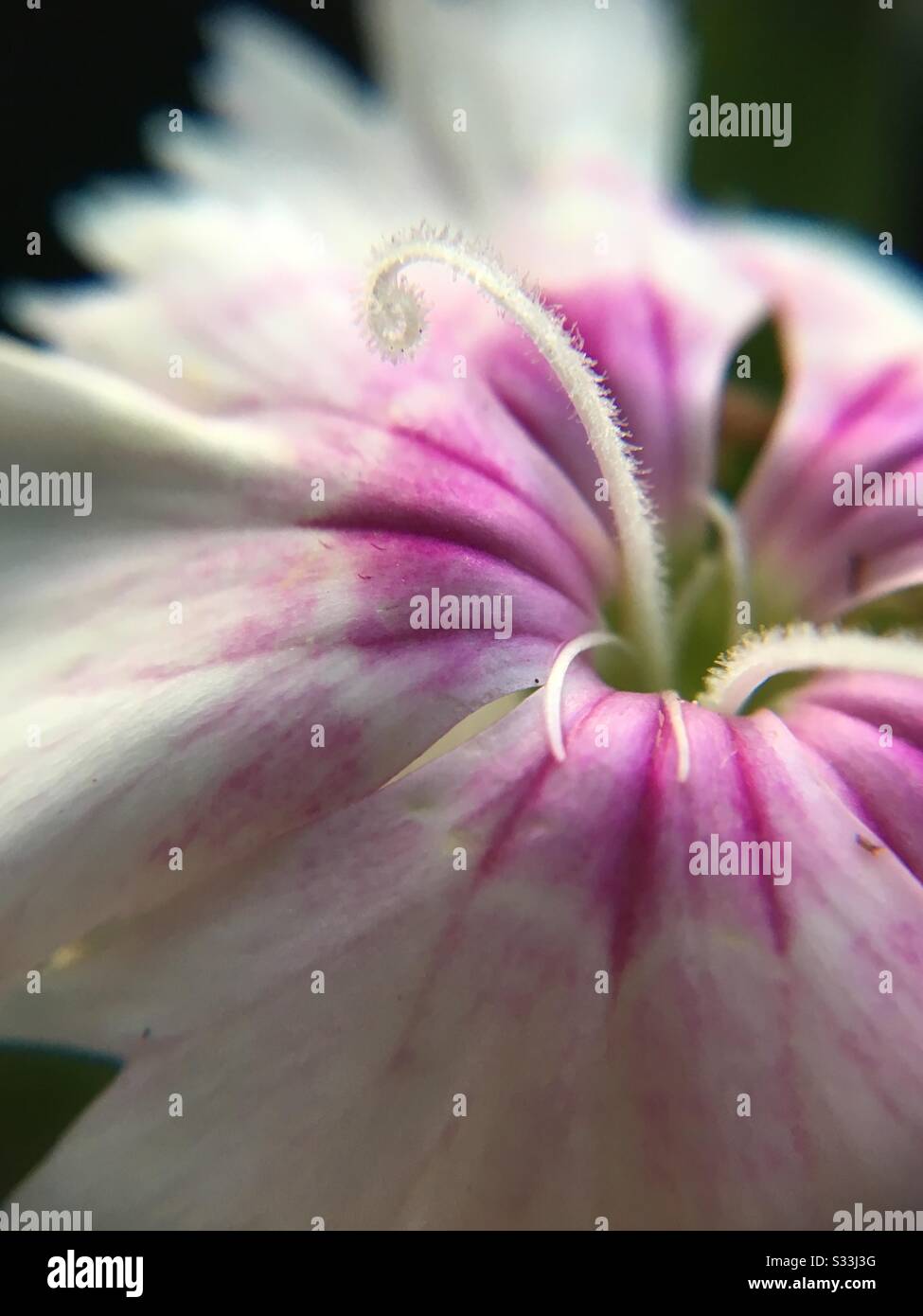 closeup of white dianthus flower Stock Photo
