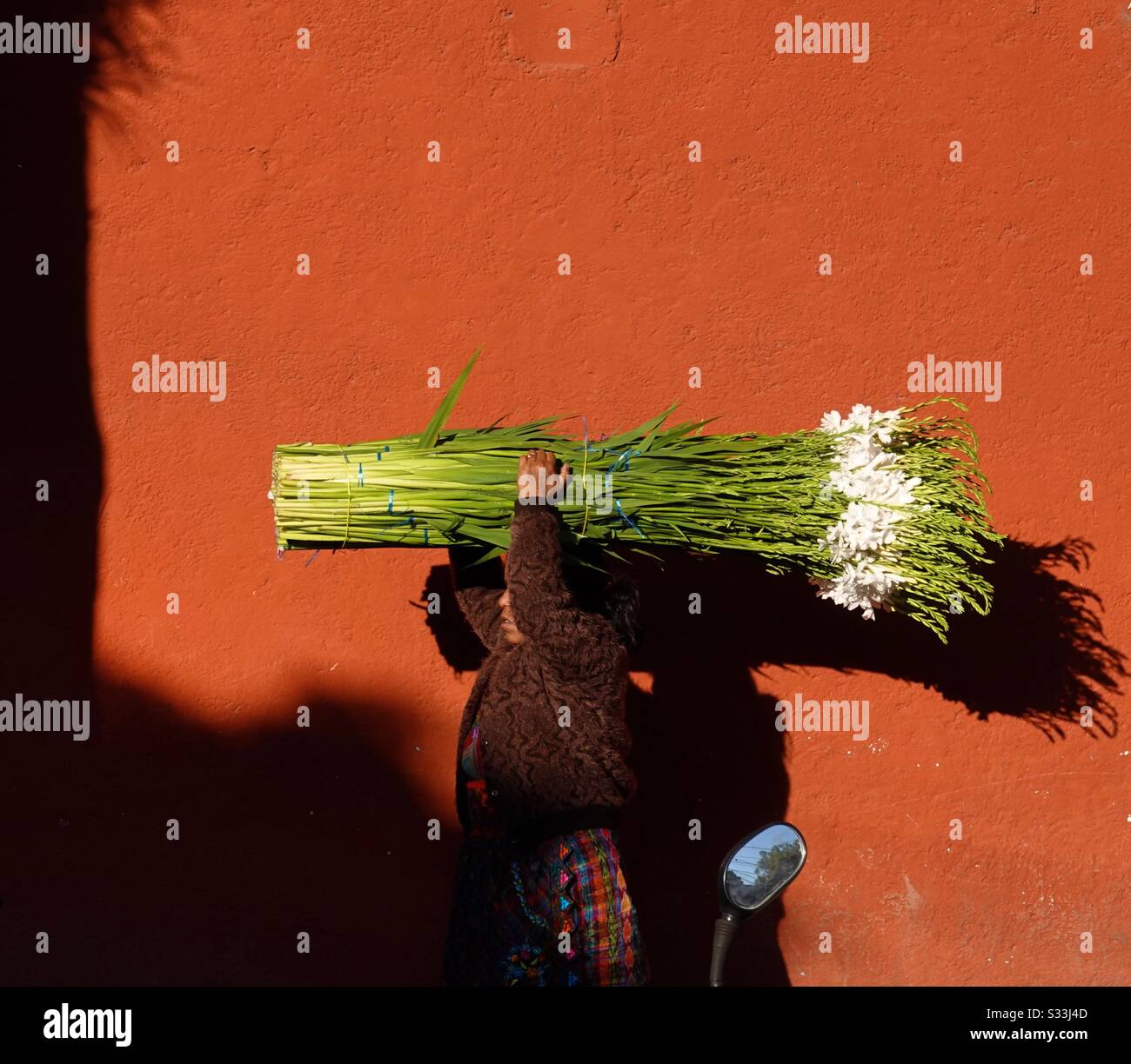 Guatemalan flower hires stock photography and images Alamy