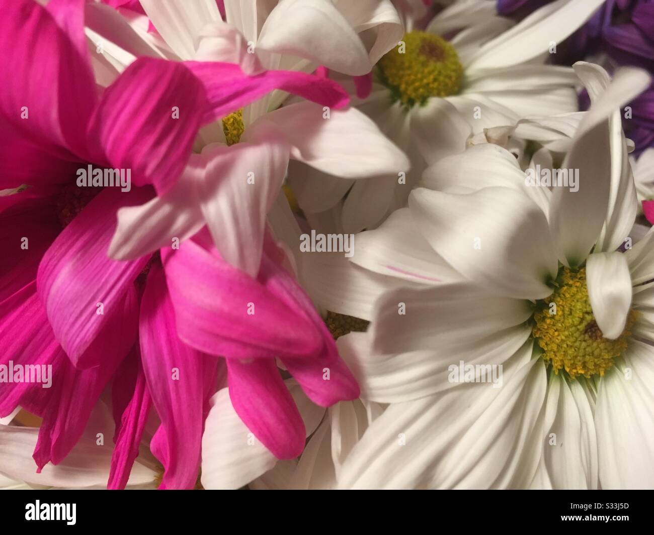 pink and white daisies Stock Photo