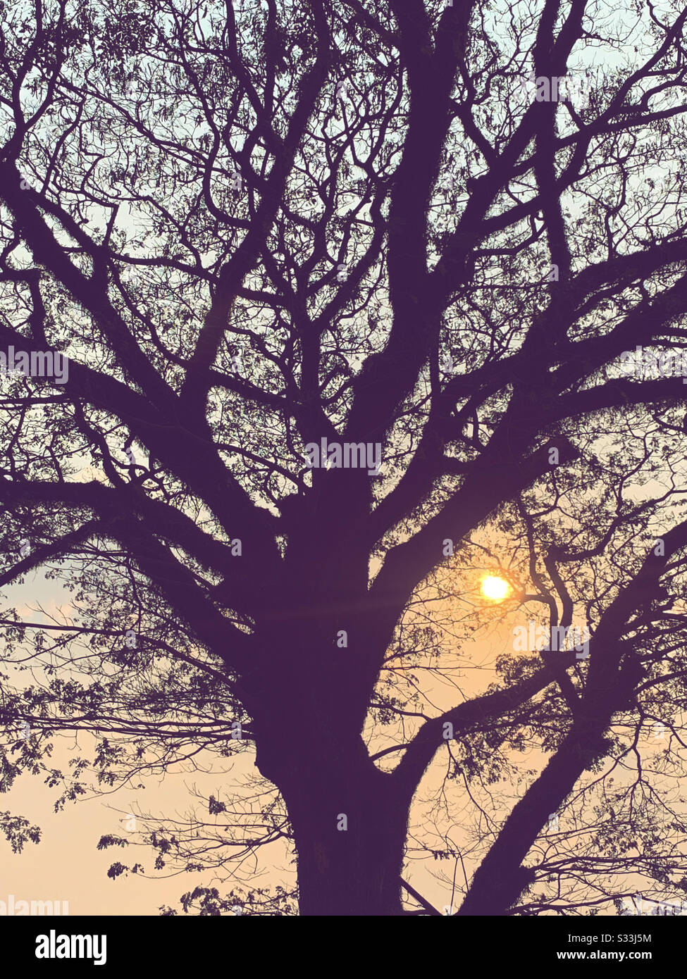 Big old tree hi-res stock photography and images - Alamy