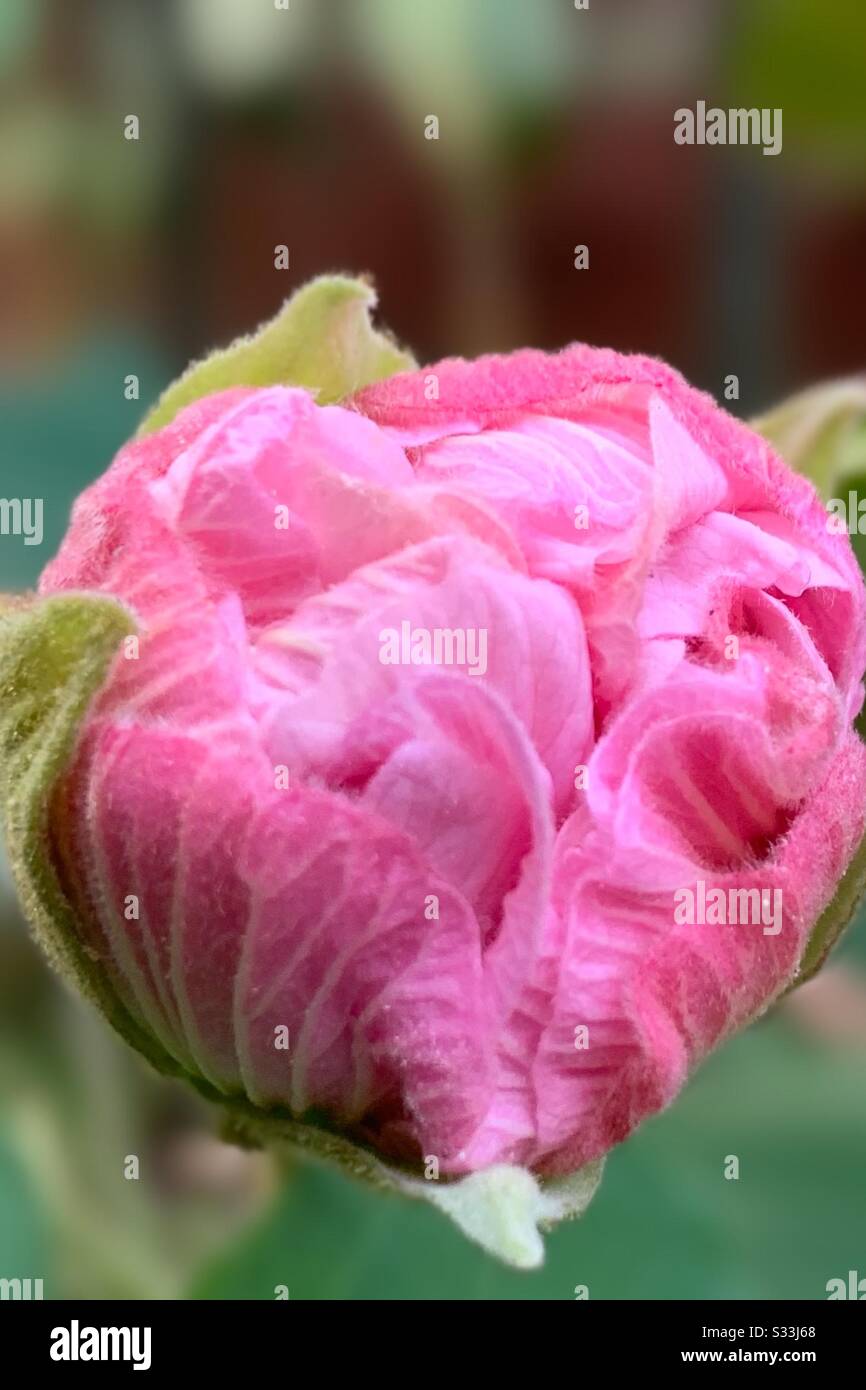 Hibiscus mutabilis 'Confederate Rose' Stock Photo