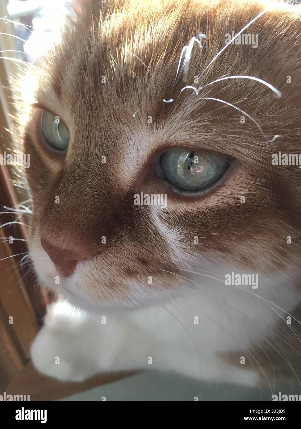 close up cat face, orange and white cat with green eyes Stock Photo