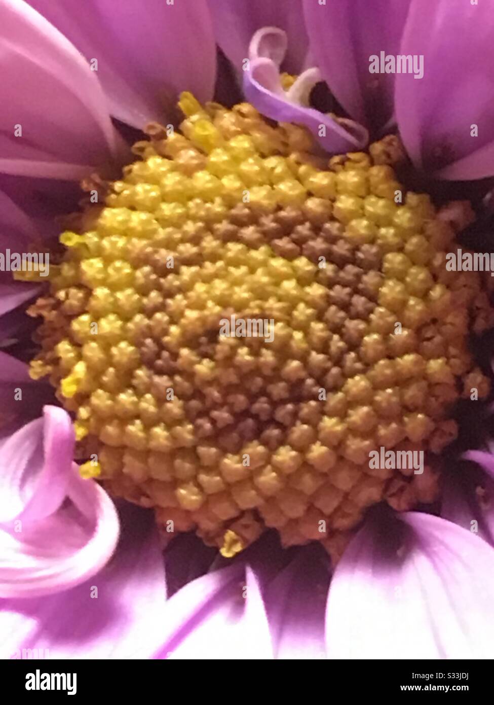closeup of pink daisy Stock Photo
