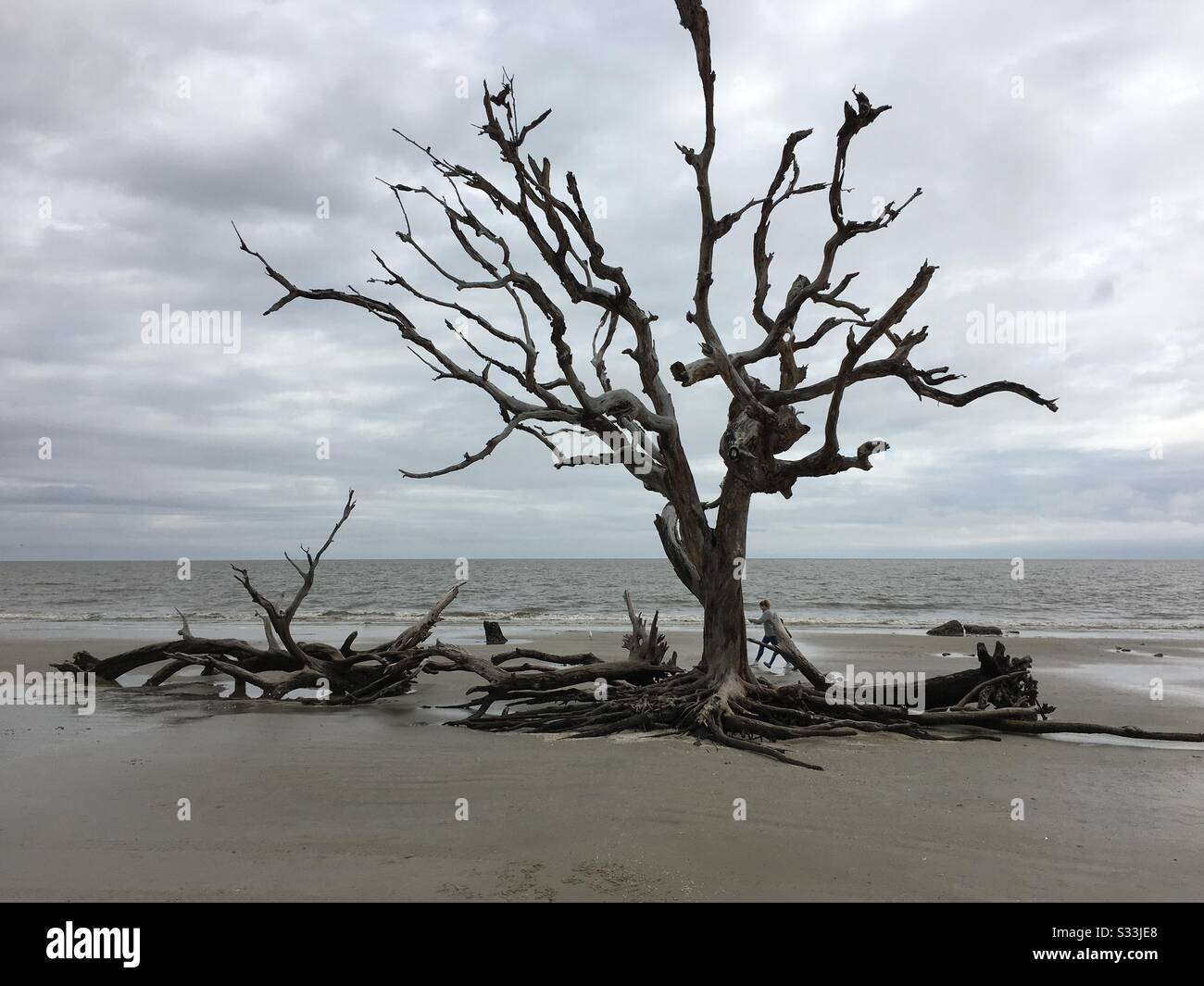 Driftwood Beach, Jekyll Island, Stock Photo Alamy