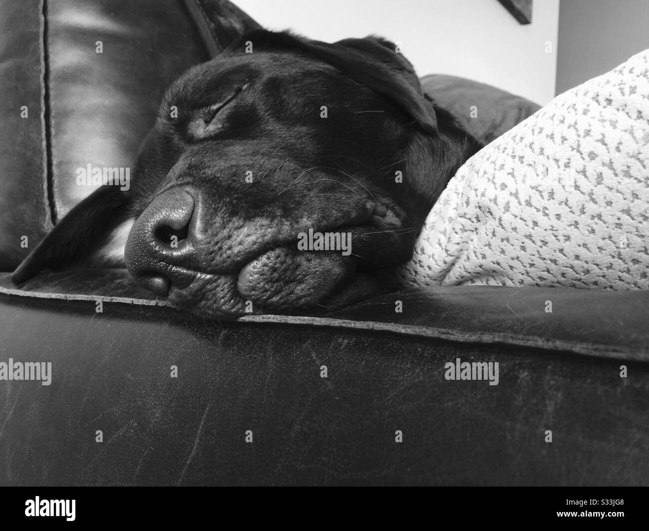 A close up black and white shot of a cute pet dog sleeping on a sofa. Labrador rests head on arm of leather couch with soft cushion while fast asleep - Smartphone Captured Stock Image