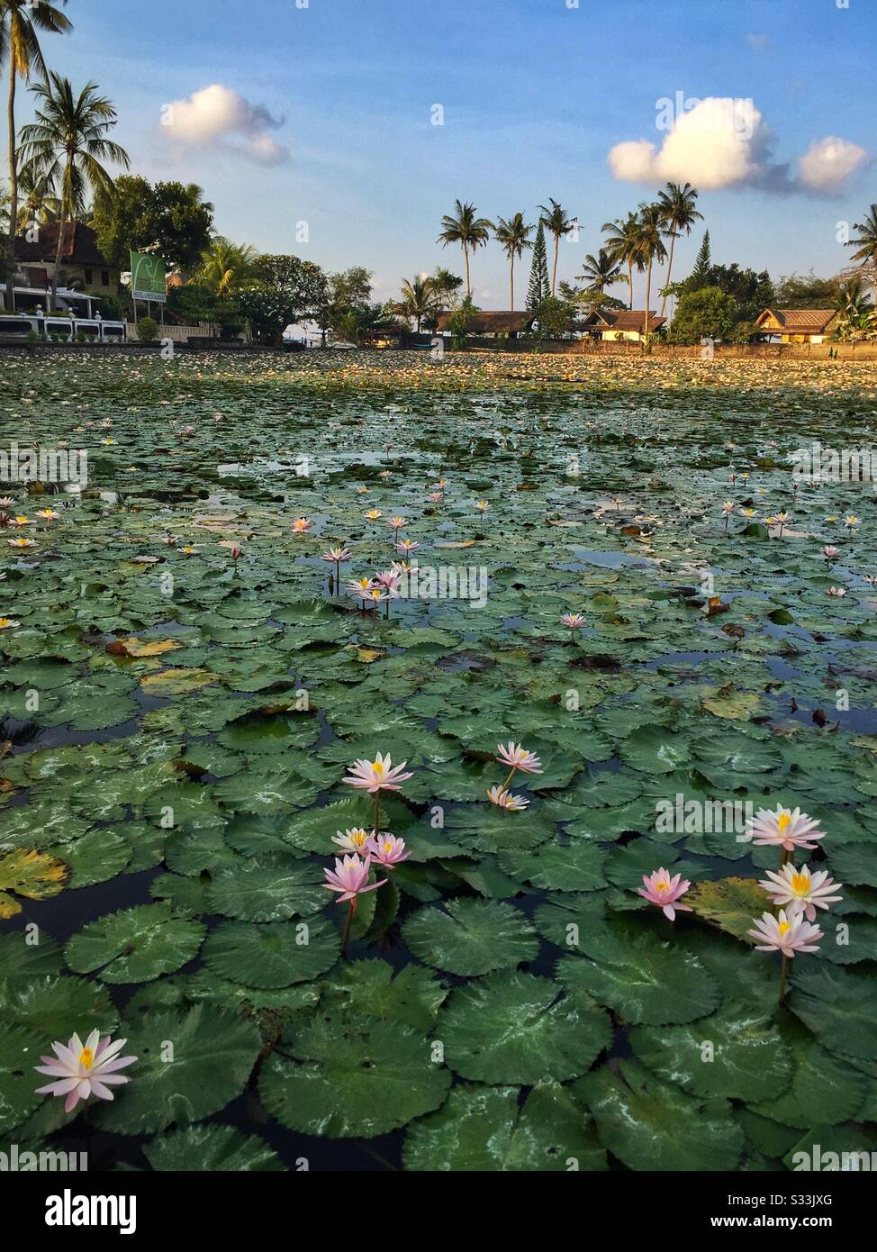 Lotus Flower Lagoon, Candidasa, Bali, Indonesia - Smartphone Captured Stock Image