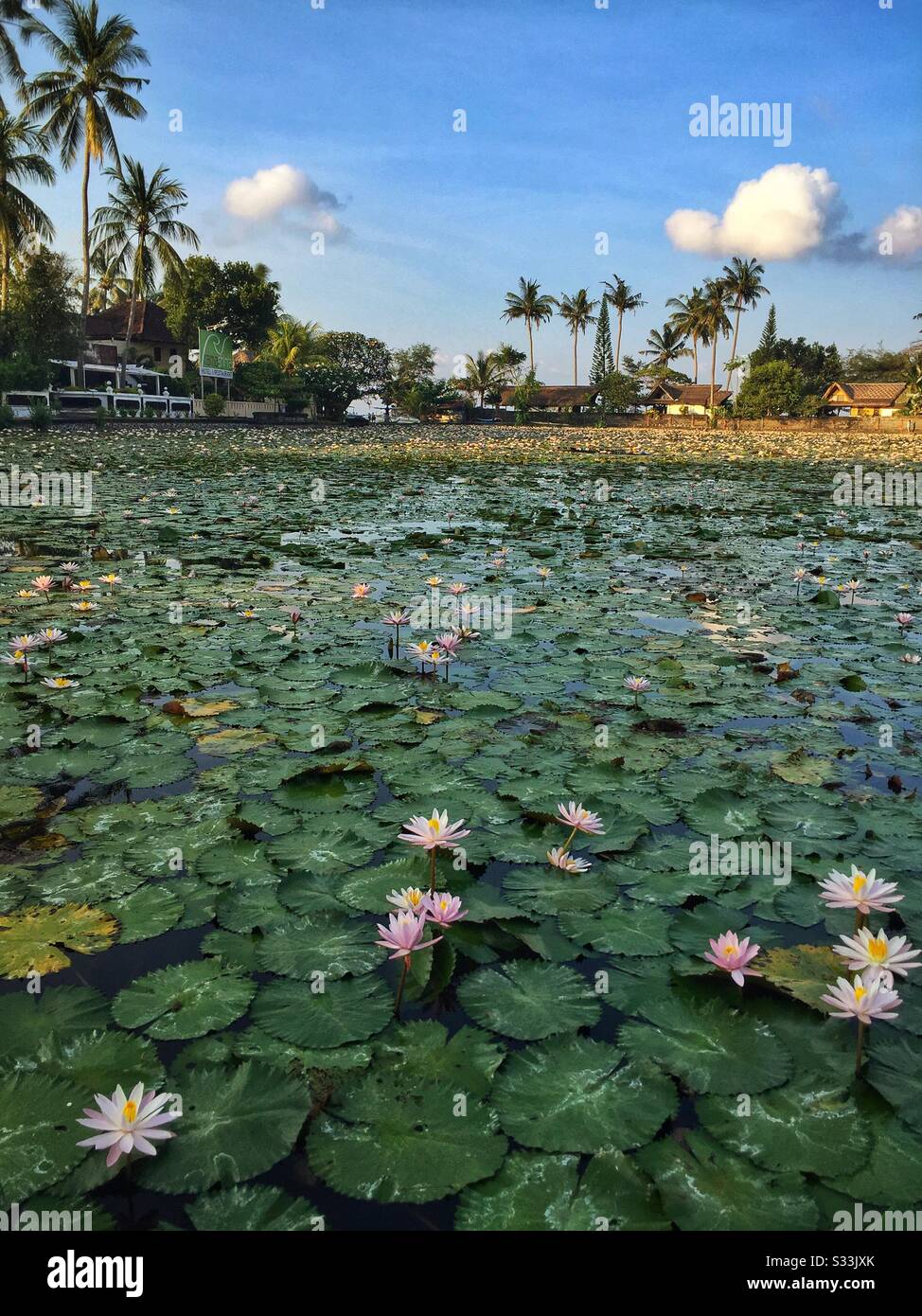 Lotus Flower Lagoon, Candidasa, Bali, Indonesia - Smartphone Captured Stock Image
