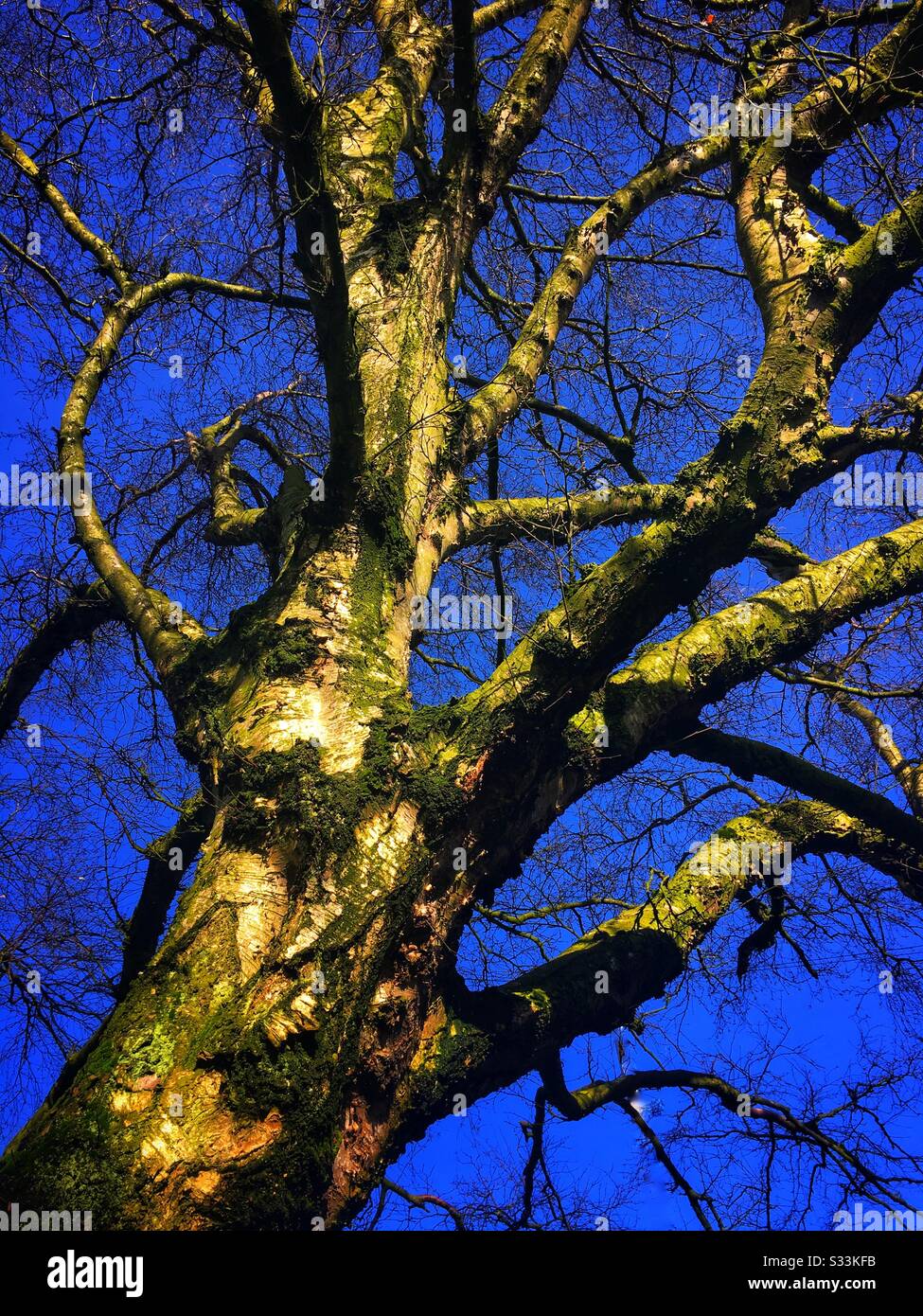 Winter Tree In Blue - Smartphone Captured Stock Image