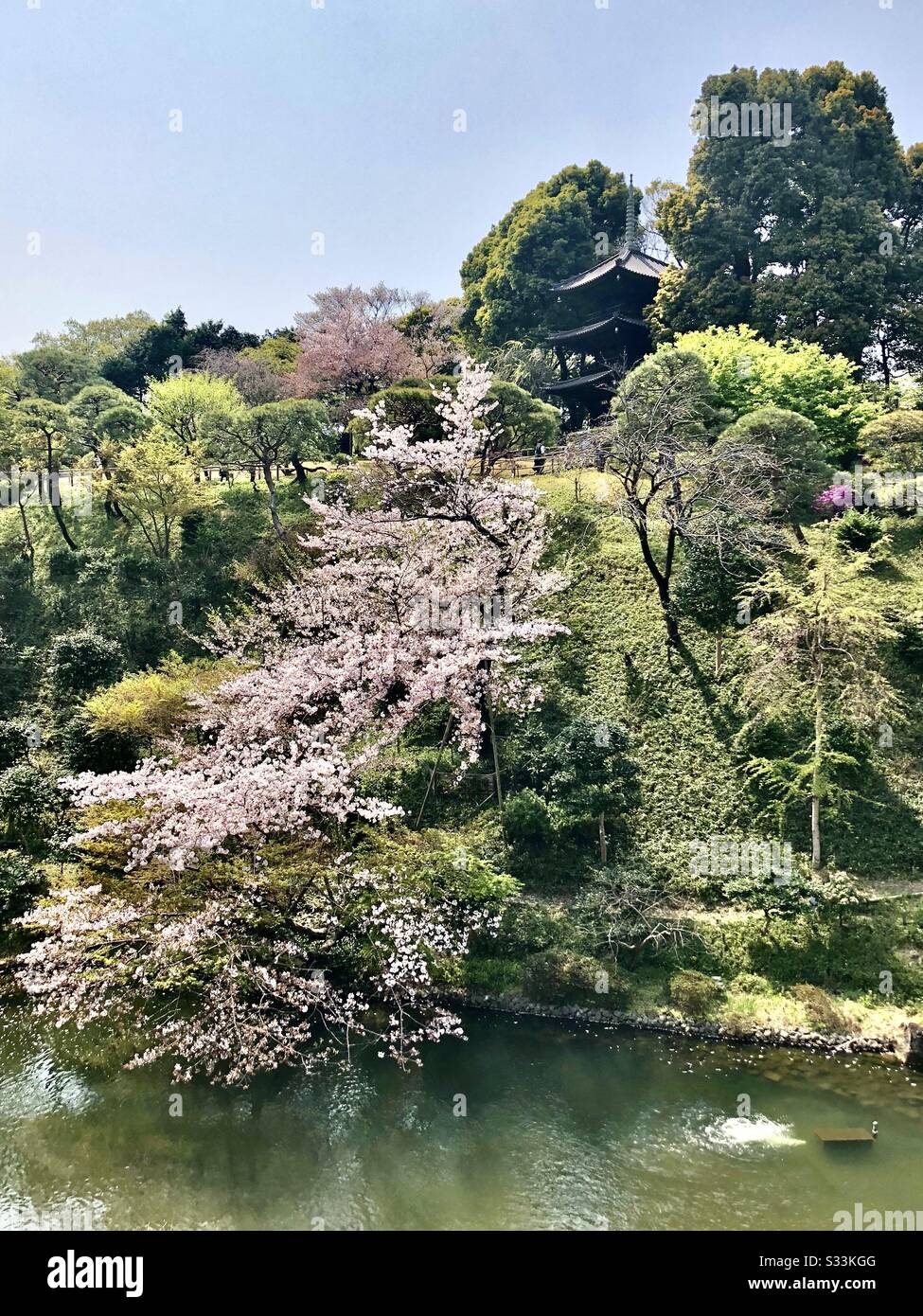 Japanese Garden With Sakura Tree And Pagoda Overlooking A Pond Hotel Chinzanso Tokyo Japan Stock Photo Alamy Japanese Garden With Sakura Tree And Pagoda Overlooking A Pond Hotel Chinzanso Tokyo Japan Stock Photo Alamy