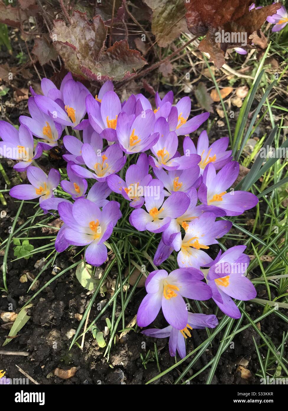 Newly open crocus - Smartphone Captured Stock Image