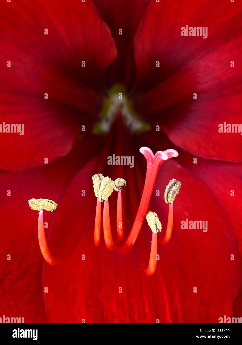 Stamens, anthers and pistil of a red amaryllis flower Stock Photo