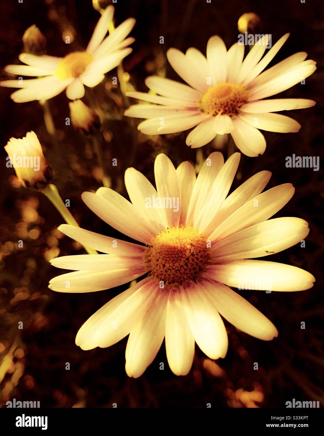 African daisy Stock Photo