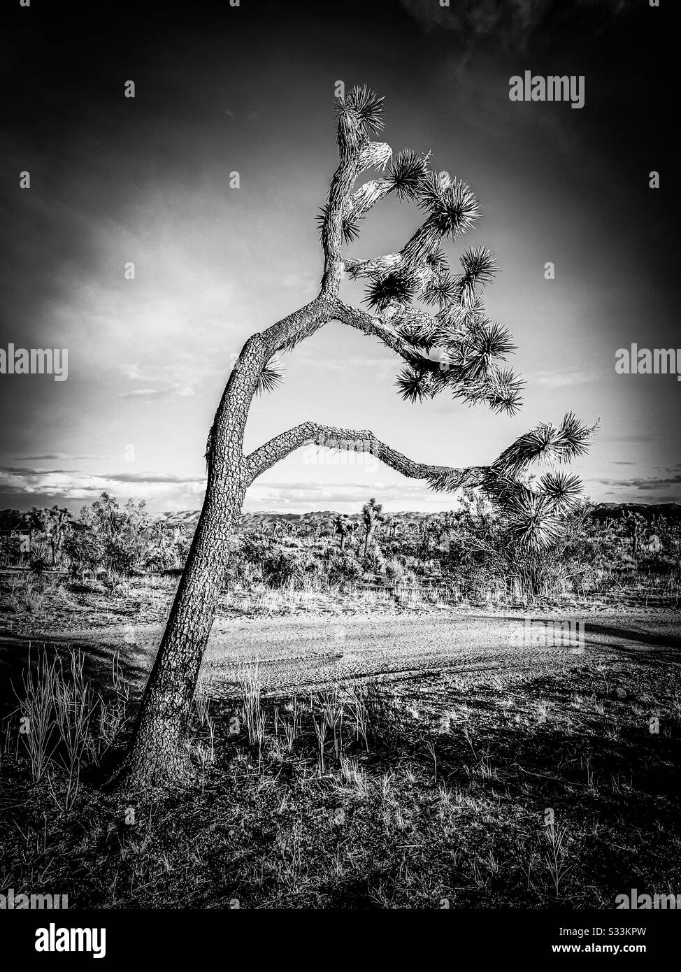 Black and white of joshua tree hires stock photography and images Alamy