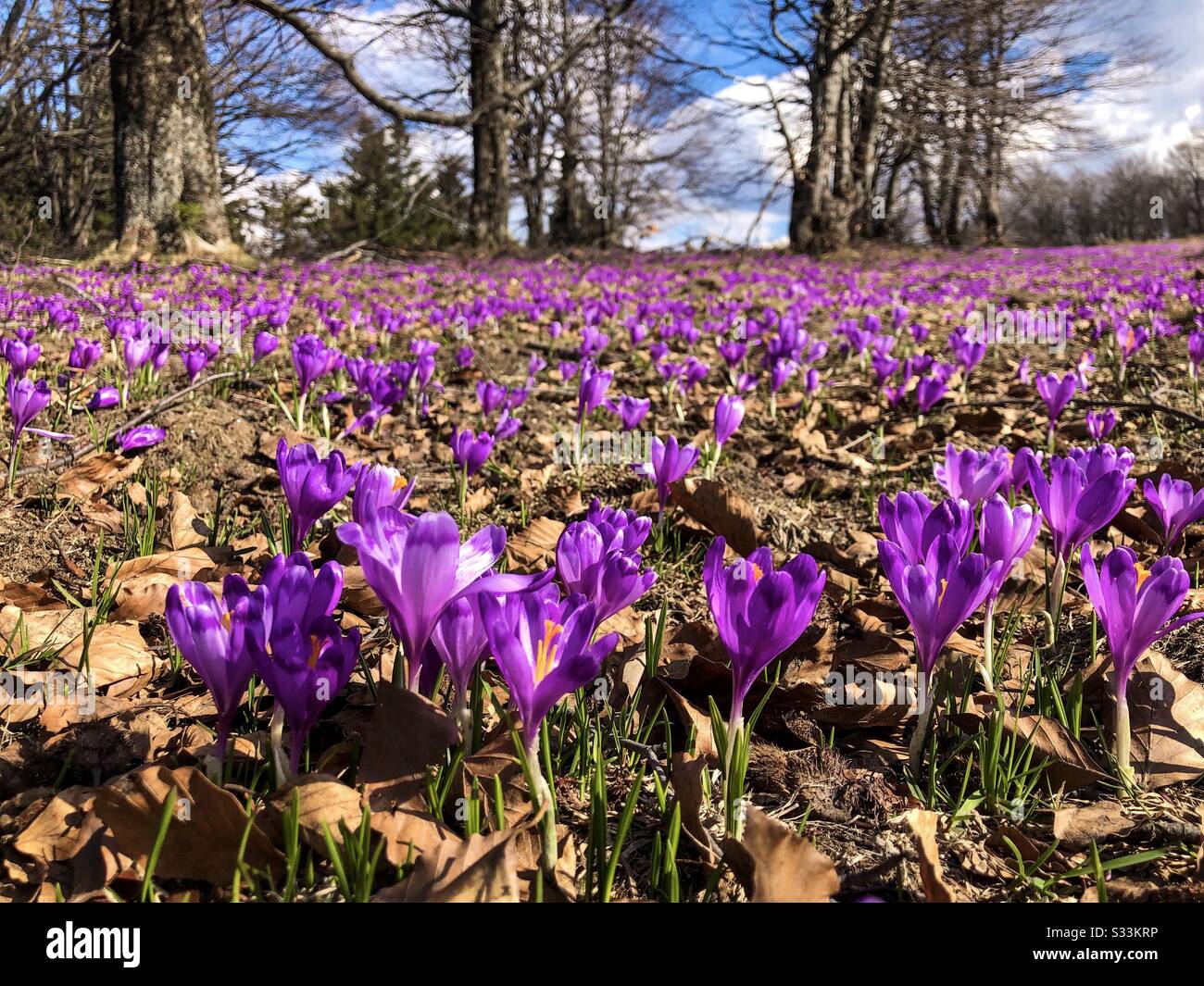 Field of crocuses in spring - Smartphone Captured Stock Image
