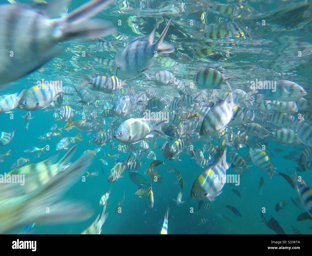 Coral Island Tioman Snorkeling Day Trip Tioman Vacation Tour Package And Hotels