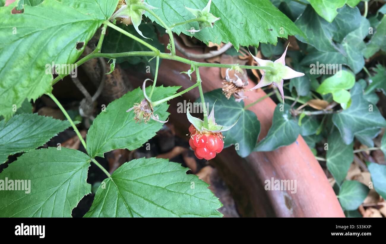 Raspberry Tree Baby Plant baby hi-res stock photography and images - Alamy