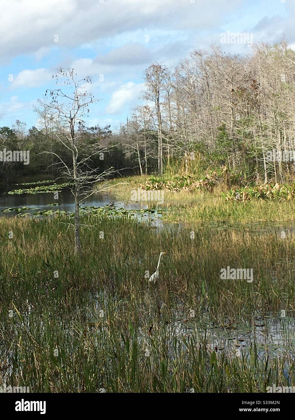Grassy swamp Stock Photo
