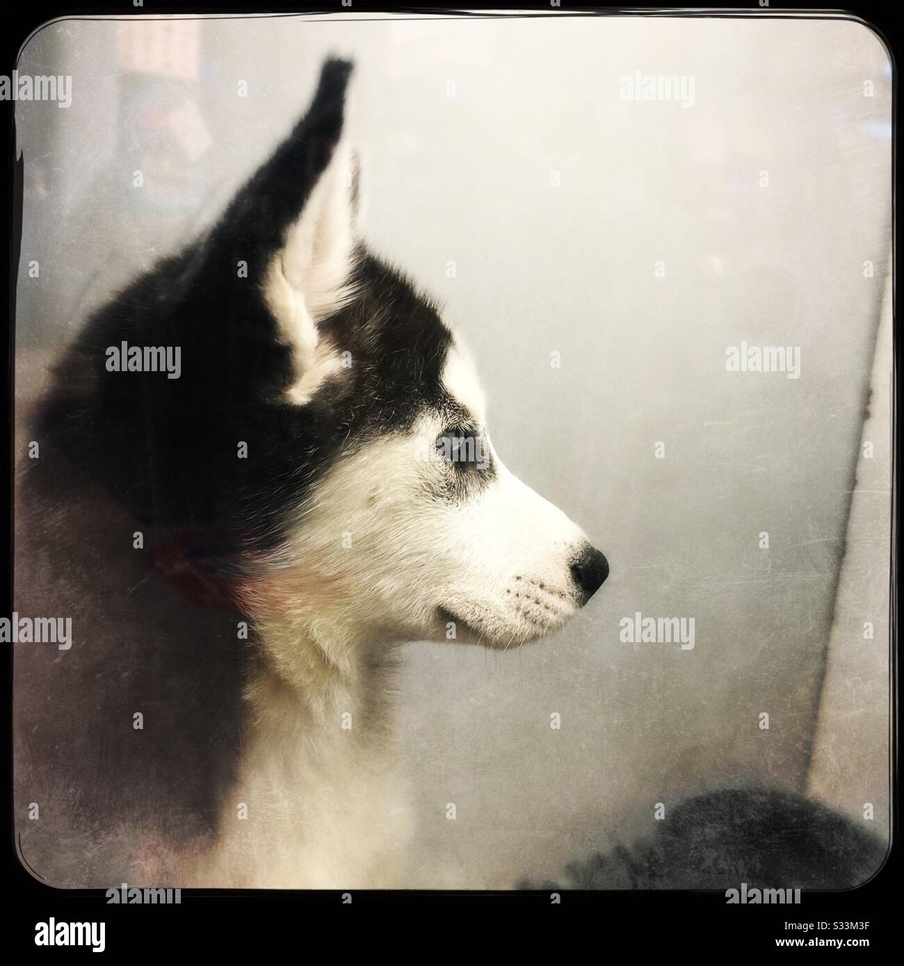 Husky puppy at local pet store Stock Photo