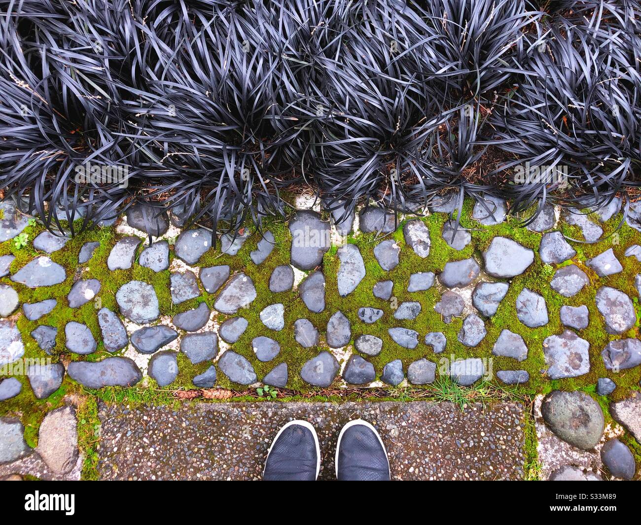 Black grass and moss on a stone walkway. Stock Photo