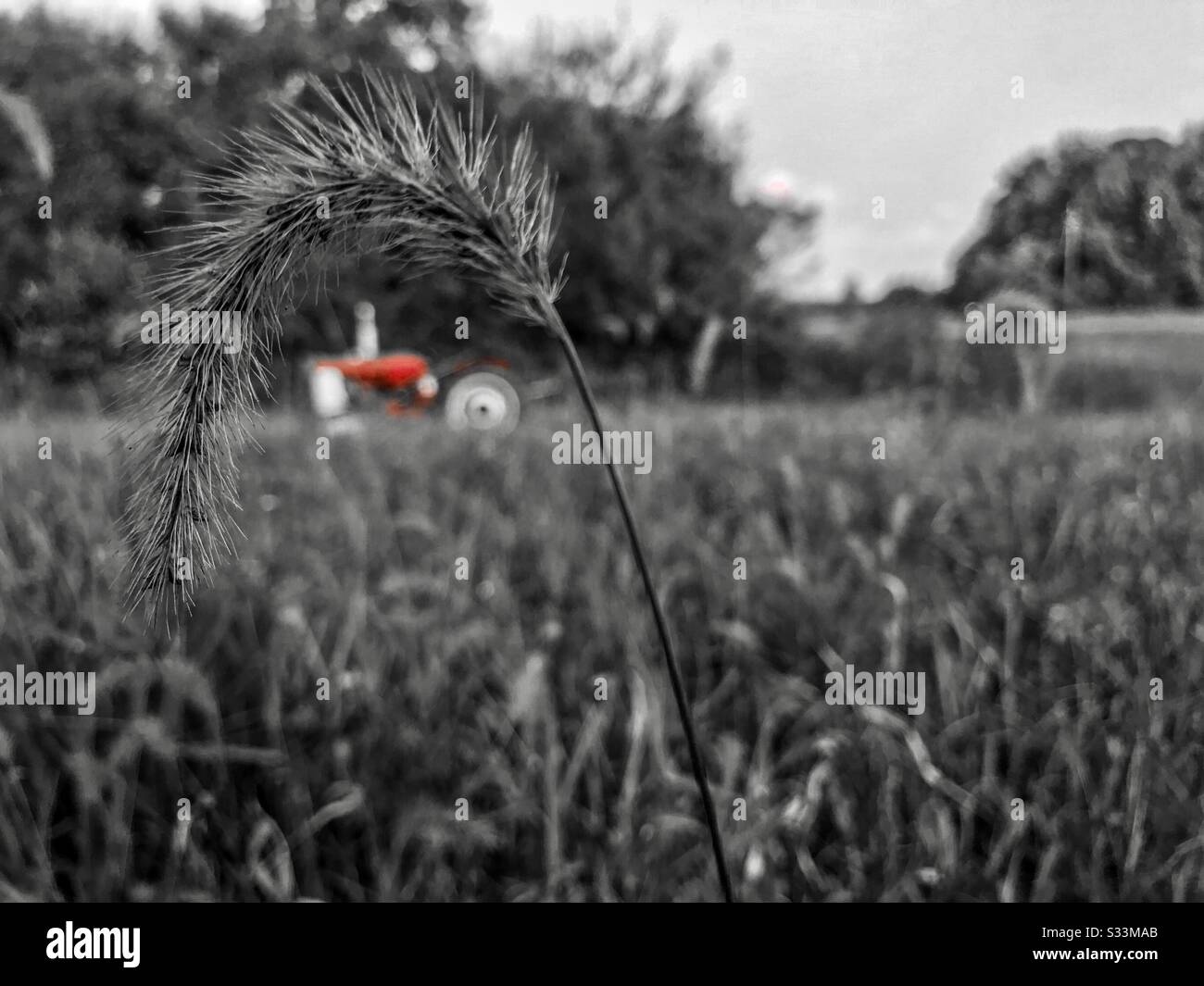 Black and white photo with pop of red- Tractor in fall pasture, grass seed head in foreground - Smartphone Captured Stock Image