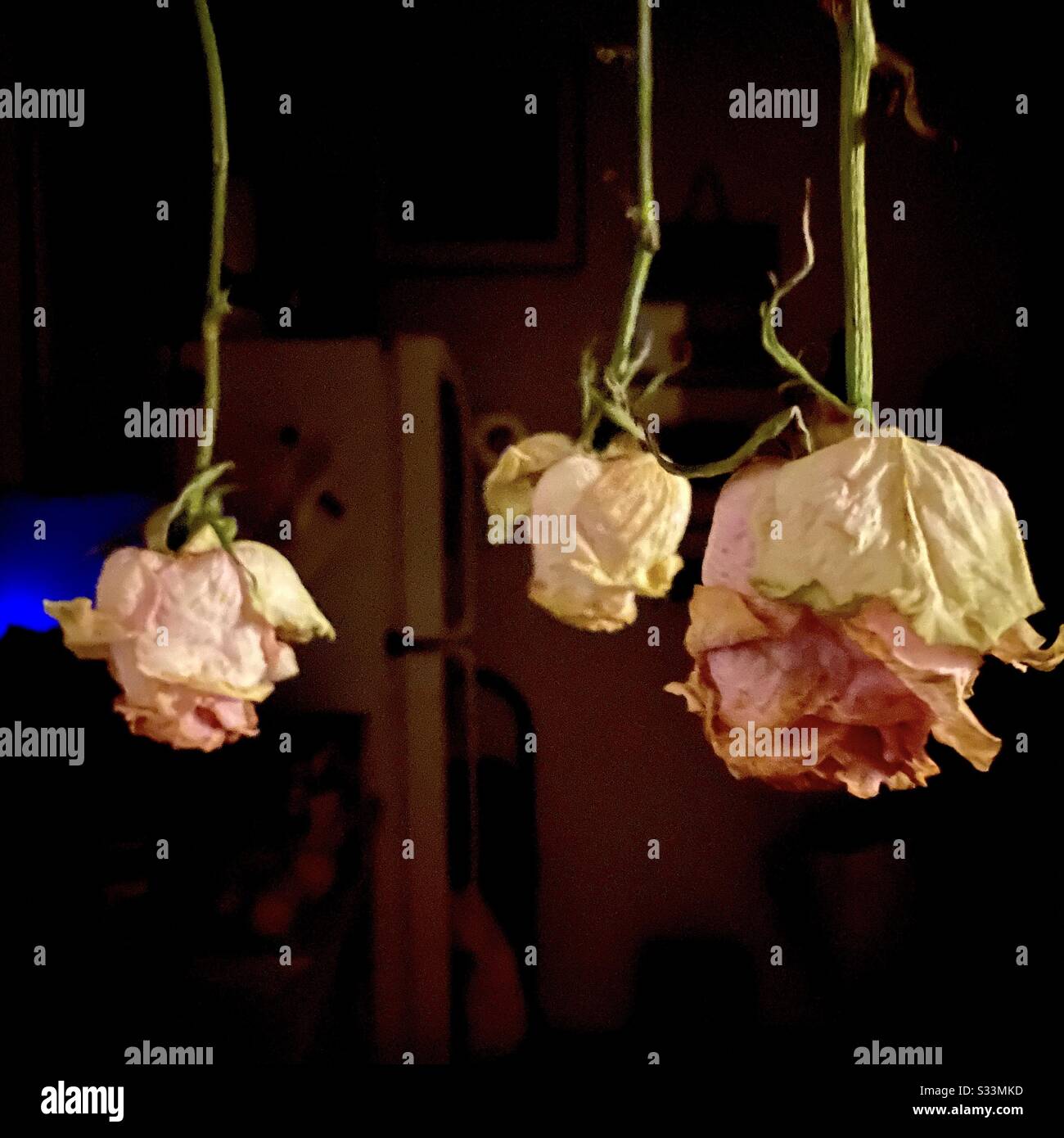 Roses Hanging to Dry Stock Photo Alamy