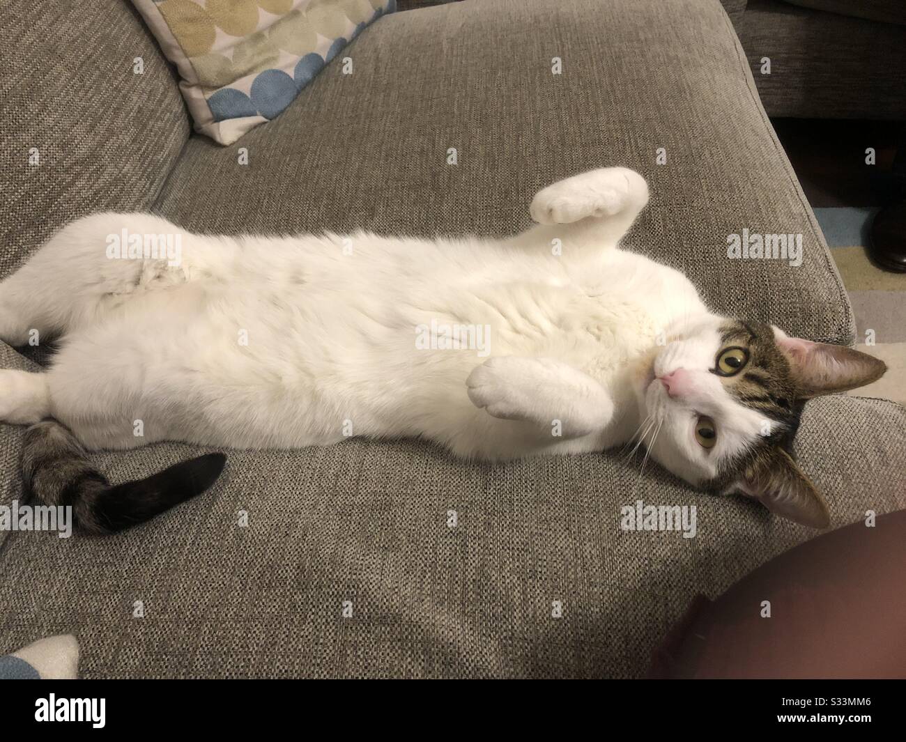 Cat showing his tummy - Smartphone Captured Stock Image