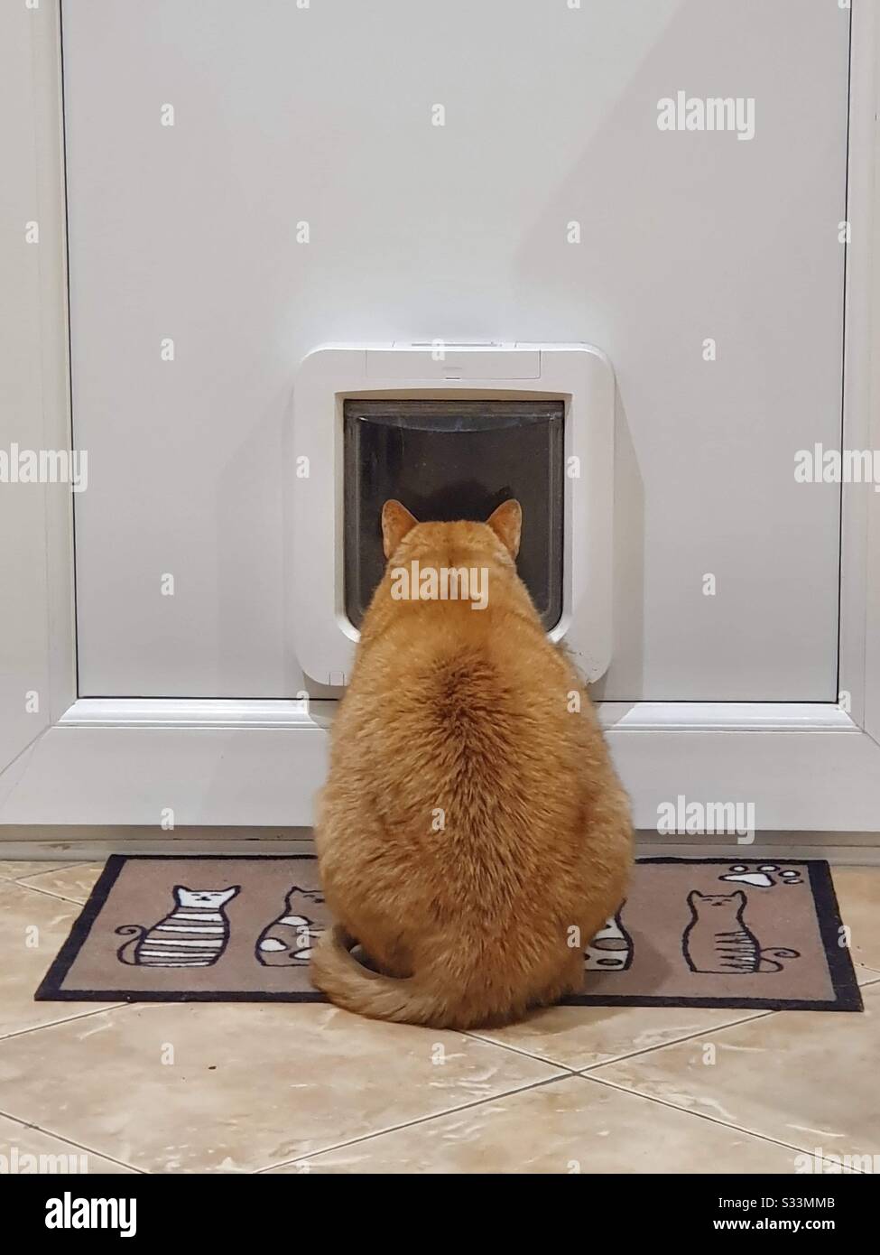 Ginger cat on mat looking out cat flap Stock Photo