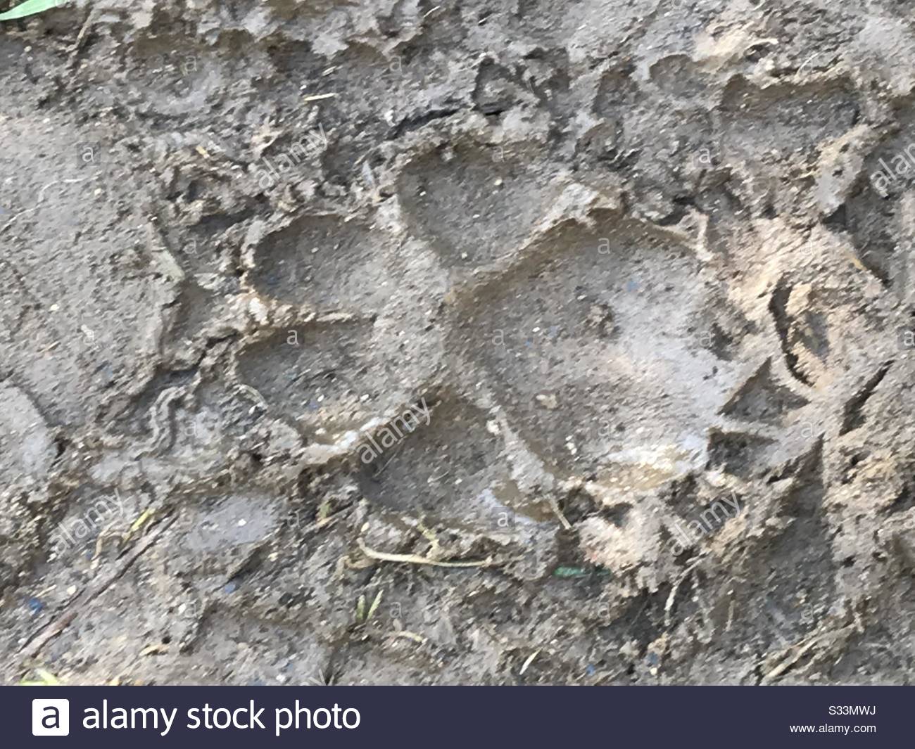 Dog Footprint High Resolution Stock Photography and Images Alamy