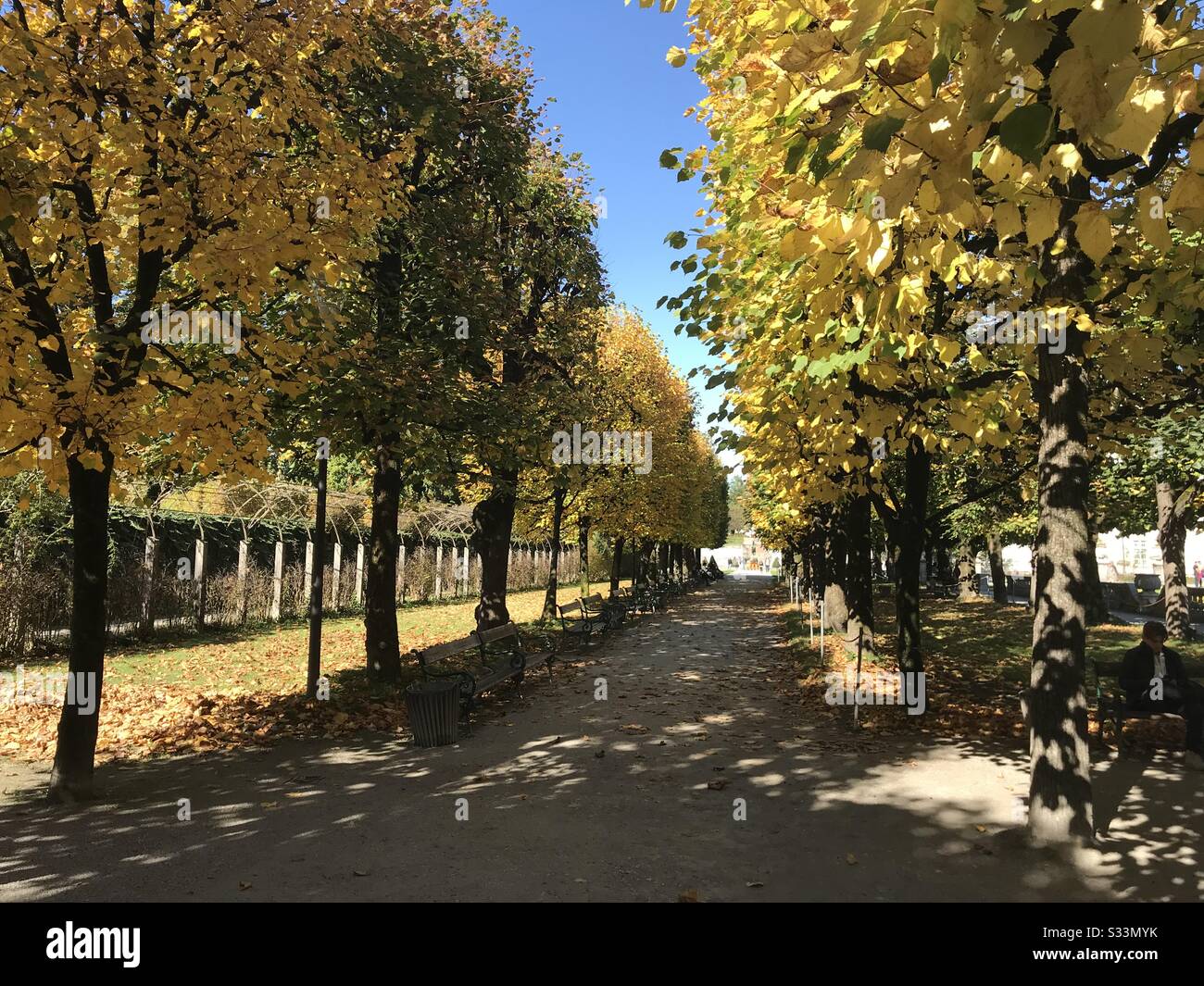 Fall trees in Salzburg - Smartphone Captured Stock Image