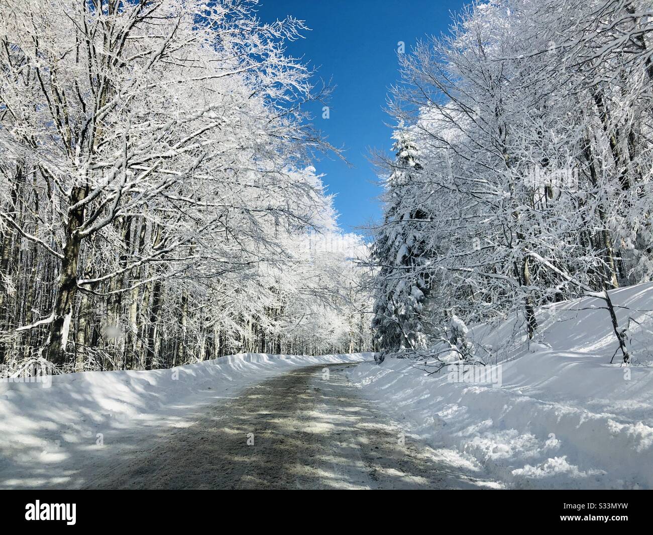 Road covered in snow surrounded by frozen trees - Smartphone Captured Stock Image
