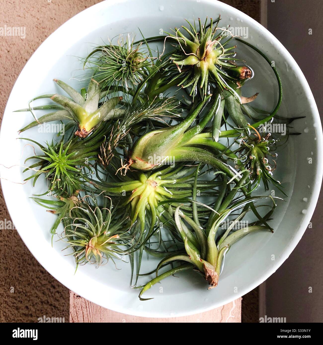 Tillandsia plants hi-res stock photography and images - Alamy