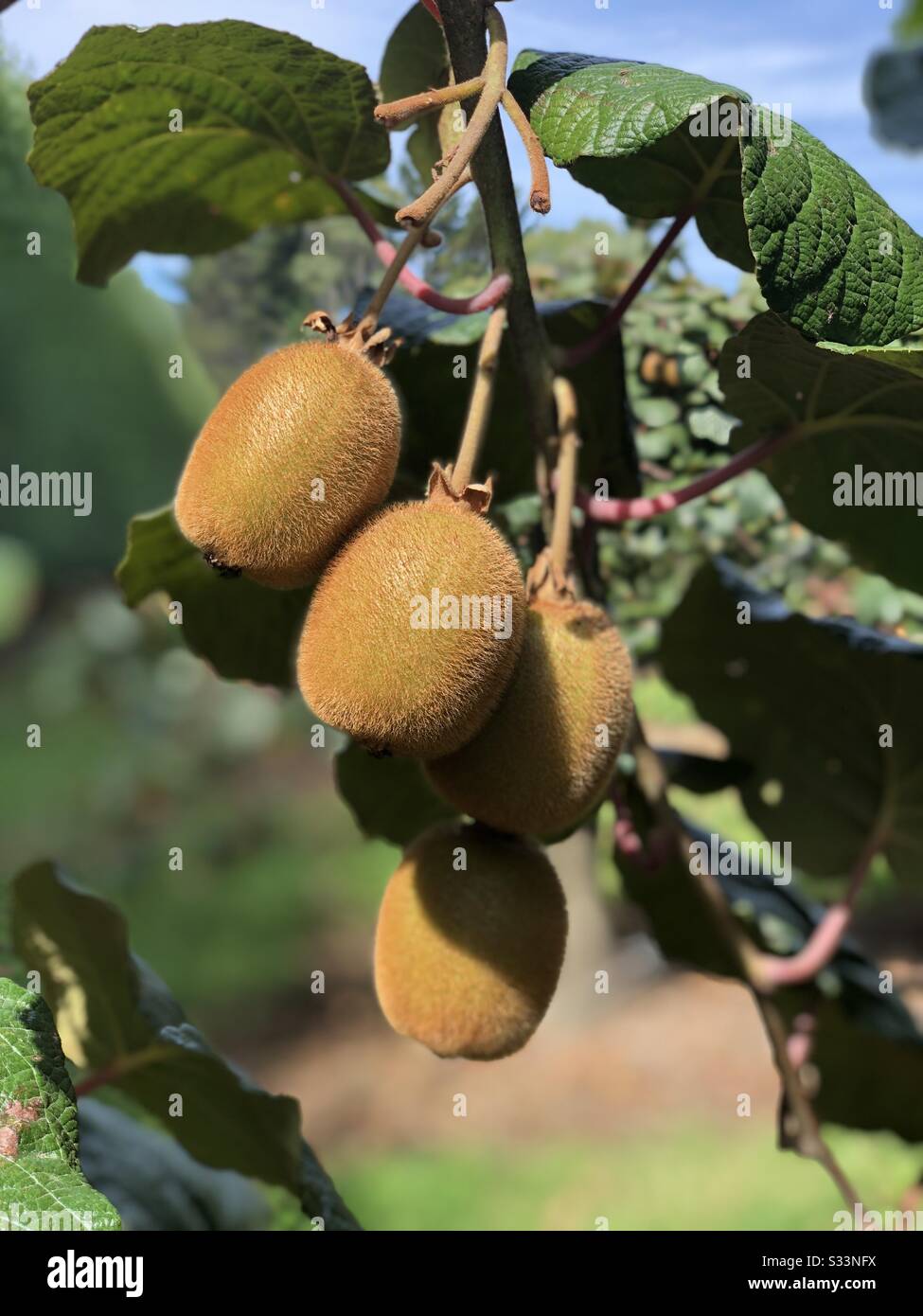 Kiwi Fruit Tree High Resolution Stock Photography and Images - Alamy