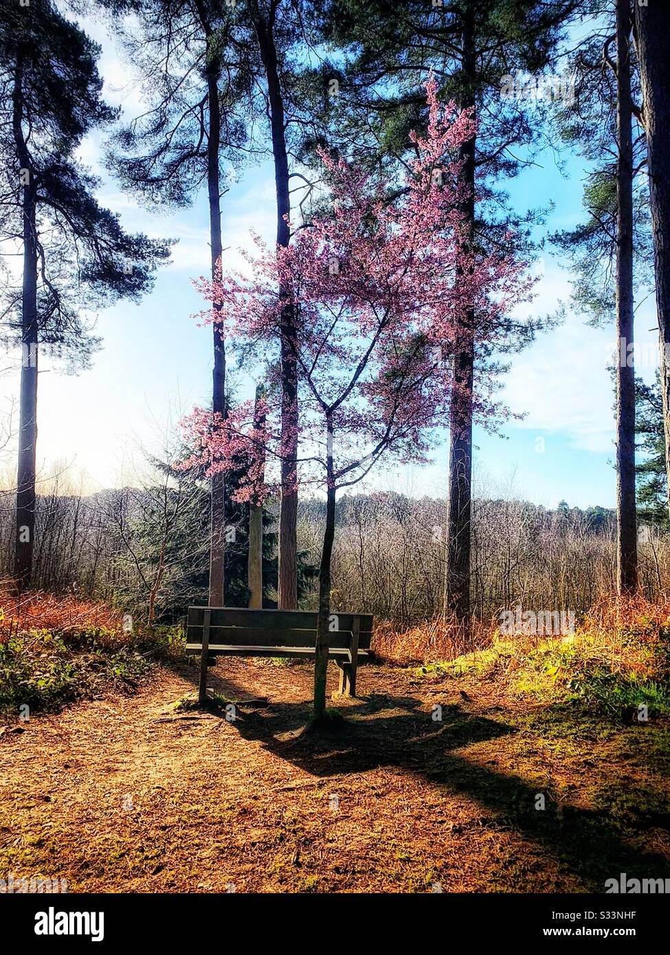 Empty bench in forest Uk - Smartphone Captured Stock Image