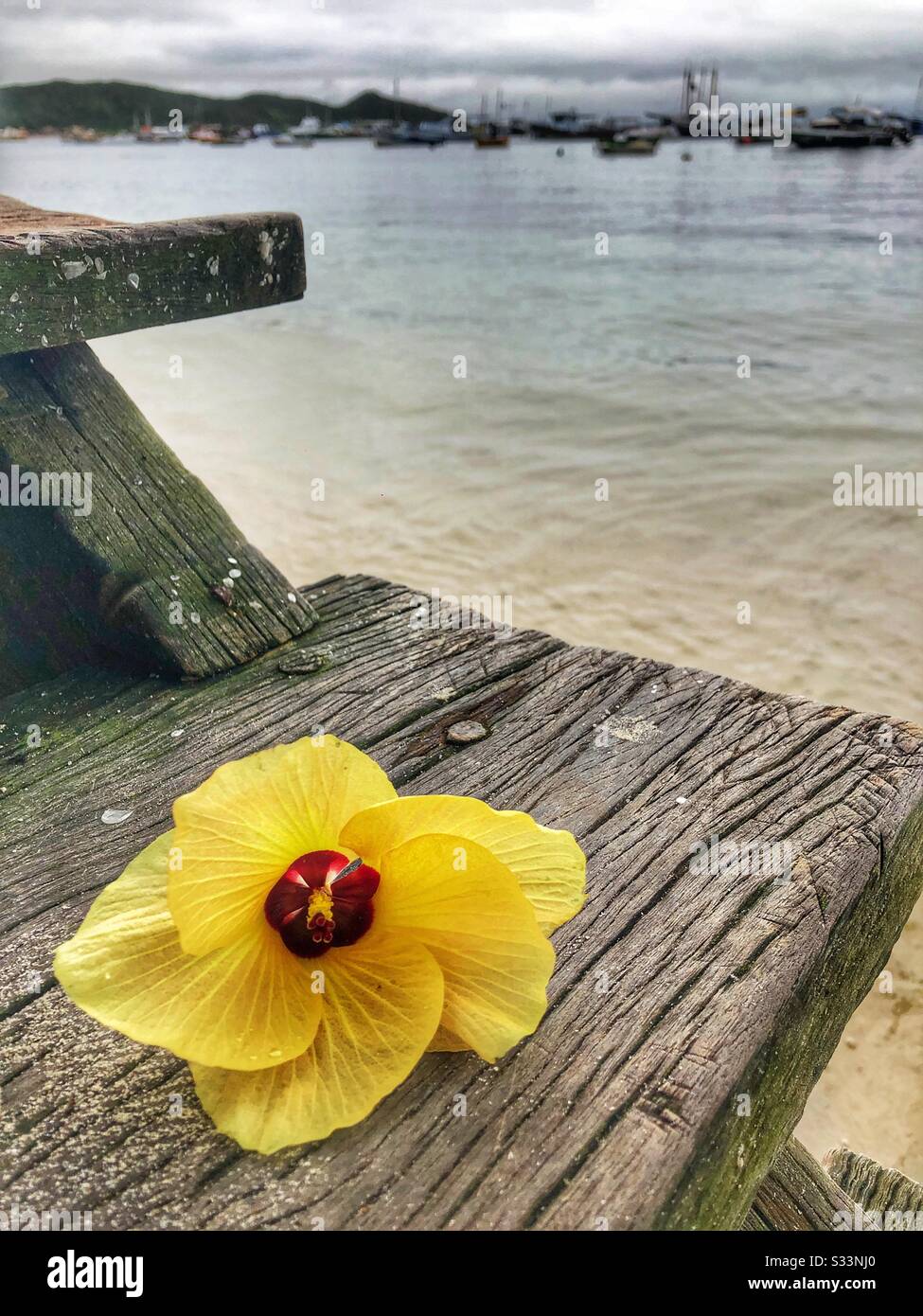 Bright yellow flower on wooden steps. Stock Photo