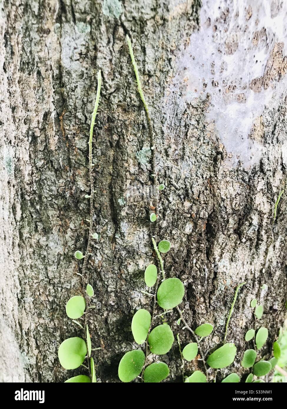 A creeper vine climbing in a mango tree , vintage look Pyrrosia