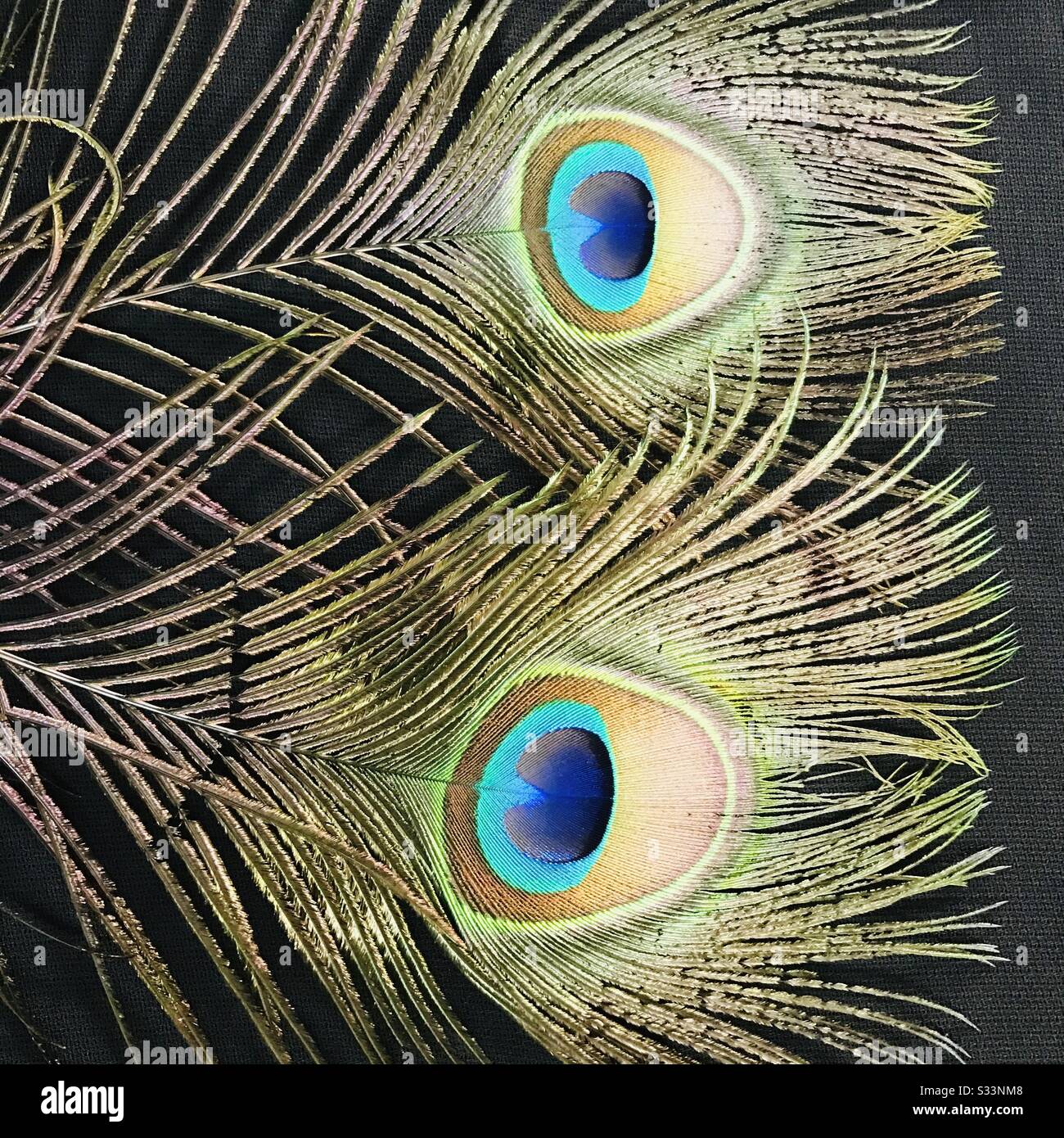 Peacock feather Close up image colourful feather it’s a natural