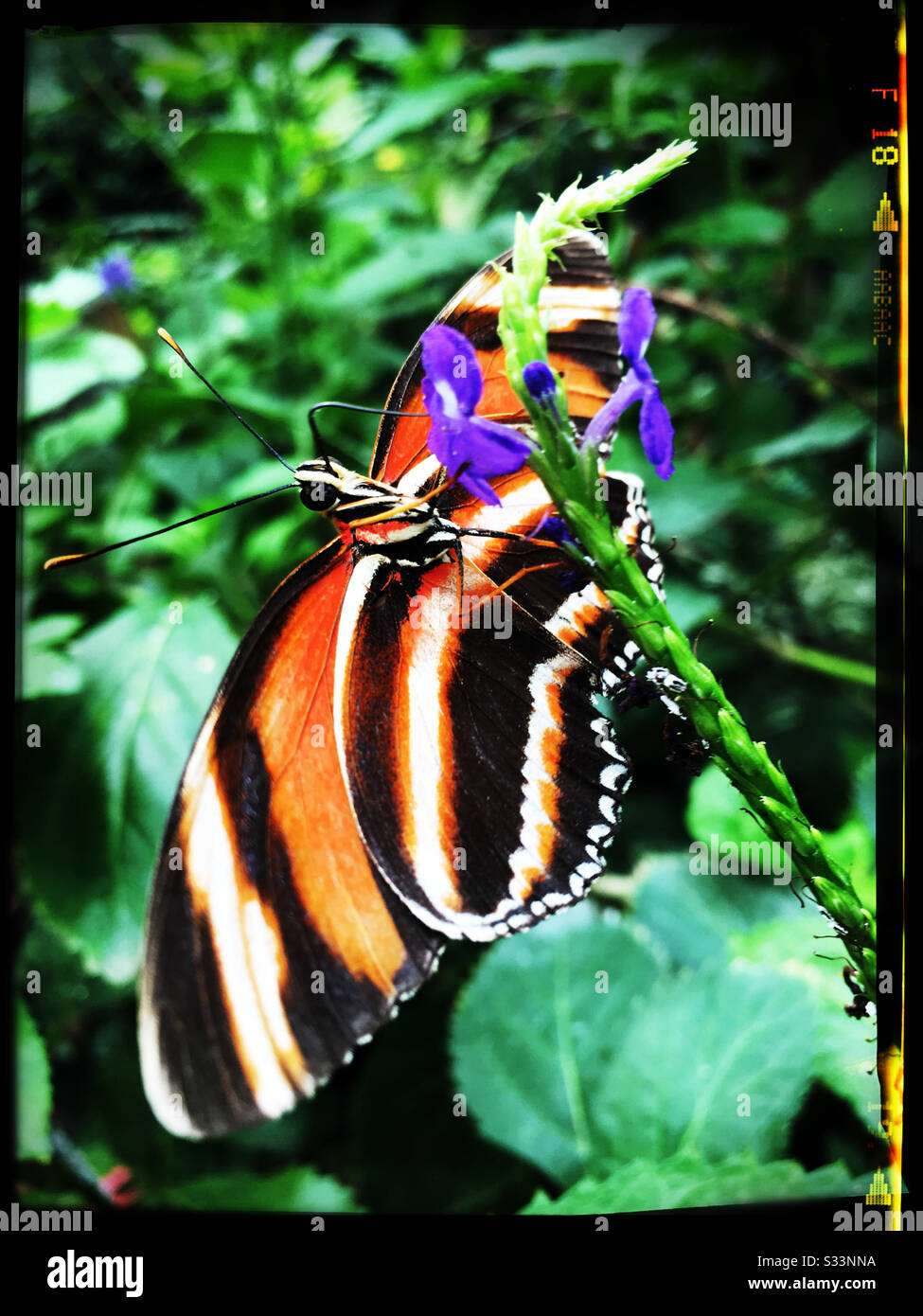Monarch Butterfly - Naturospace - Honfleur Stock Photo