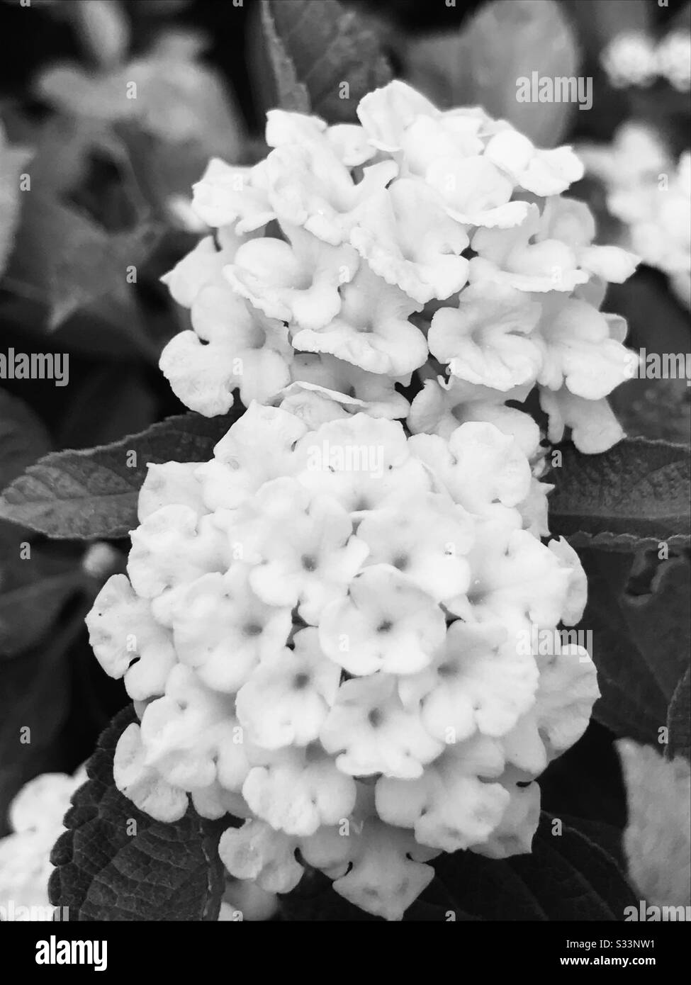 Black & white image of a Yellow Lantana camara aka Sun Dancer an Indian weed shrub flowering plant in bright colour ,bunch of tiny flowers in one stalk, Lucky flame lantana Stock Photo