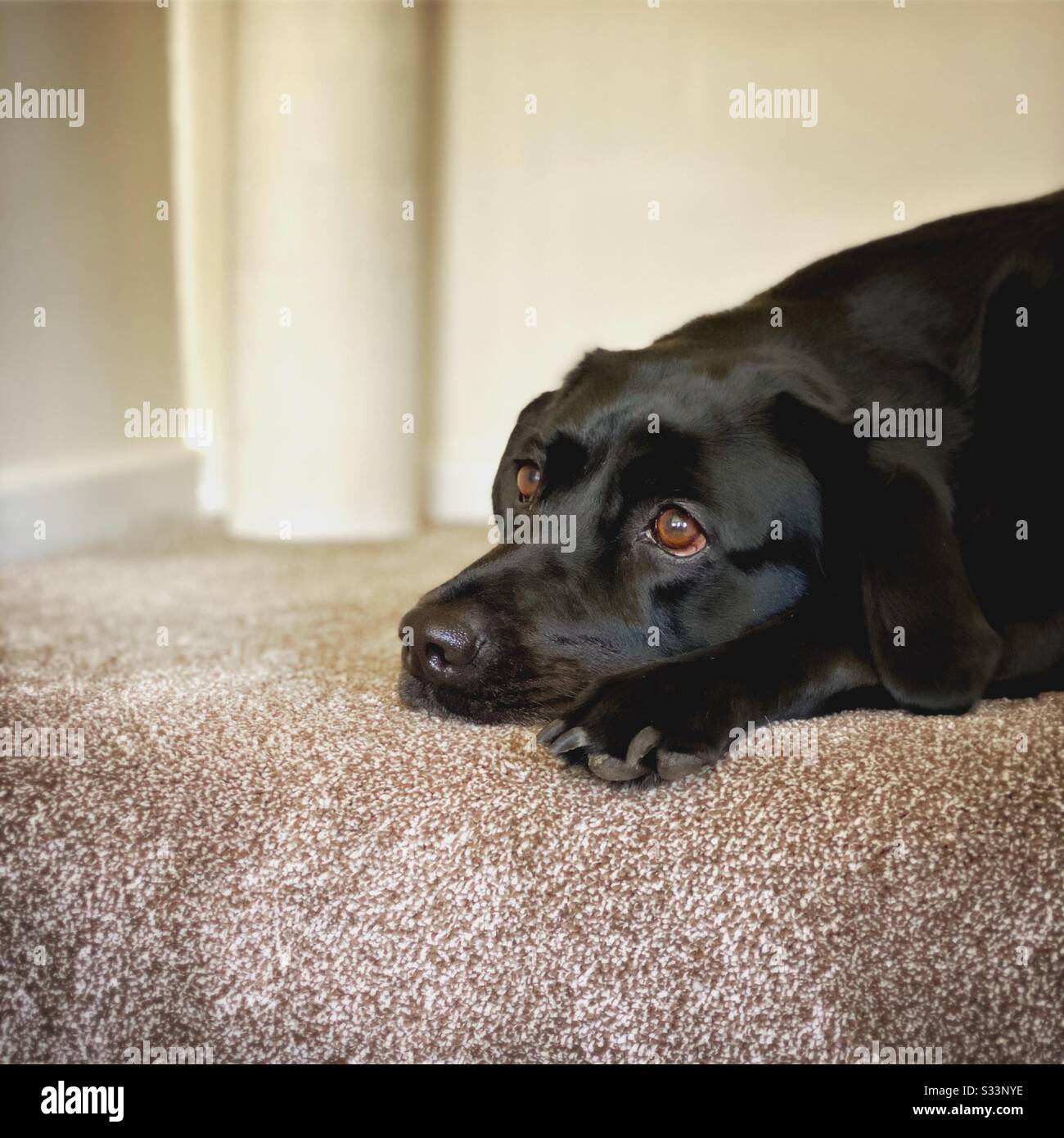 A close up view of a Black Labrador Retriever pet dog lying on a thick pile brown carpet in the home. On stairs, stairway landing. With copy space to left - Smartphone Captured Stock Image