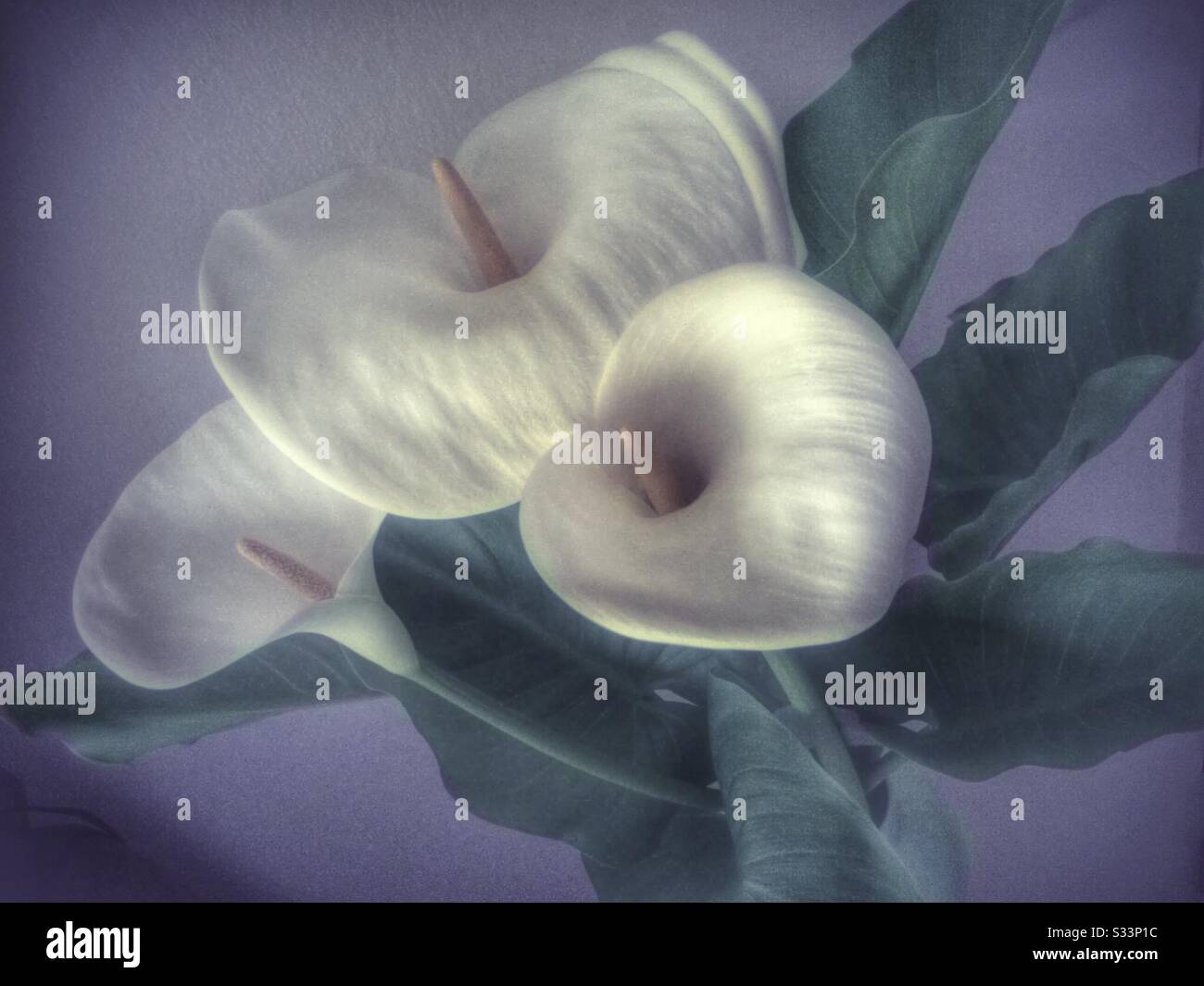Calla Lily Blossom - Smartphone Captured Stock Image
