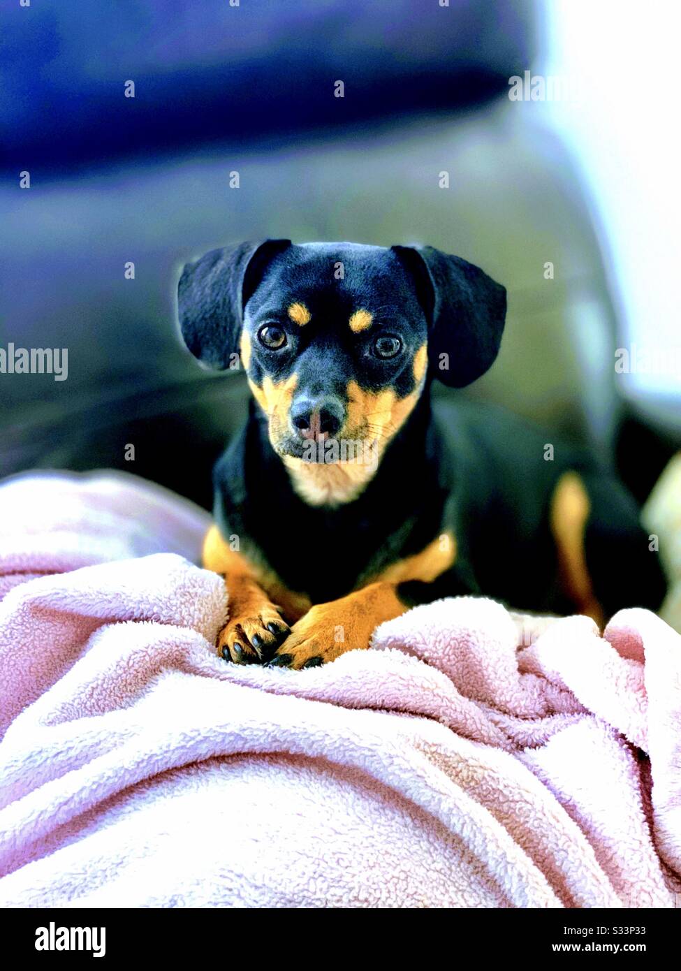 Portrait of beautiful indoor companion pet blackandbrown mixed breed dog doggy with