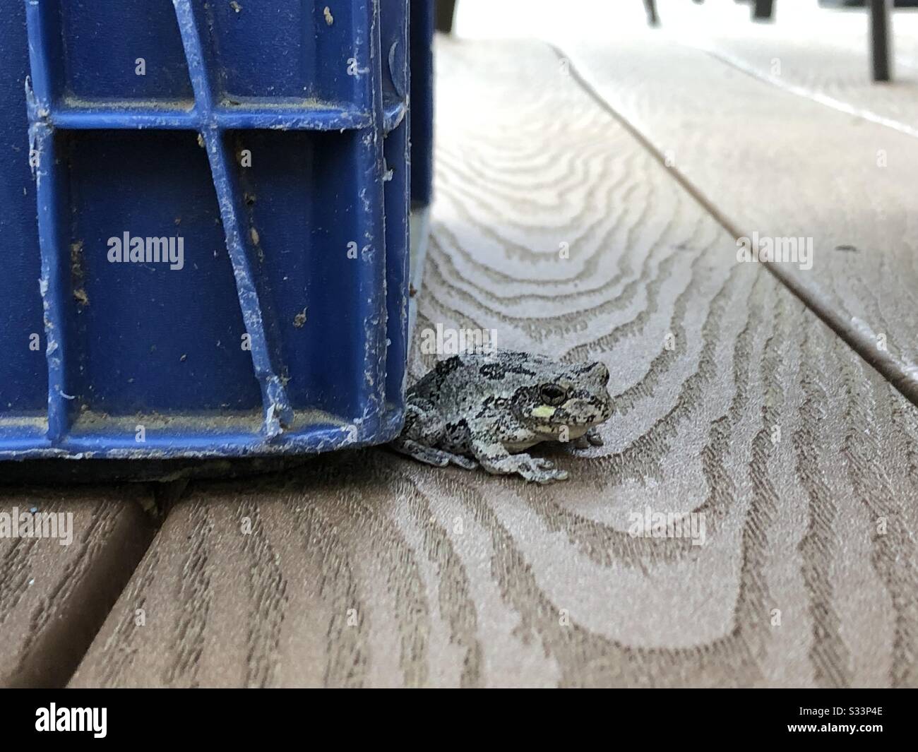 Frog chilling on the deck. Stock Photo